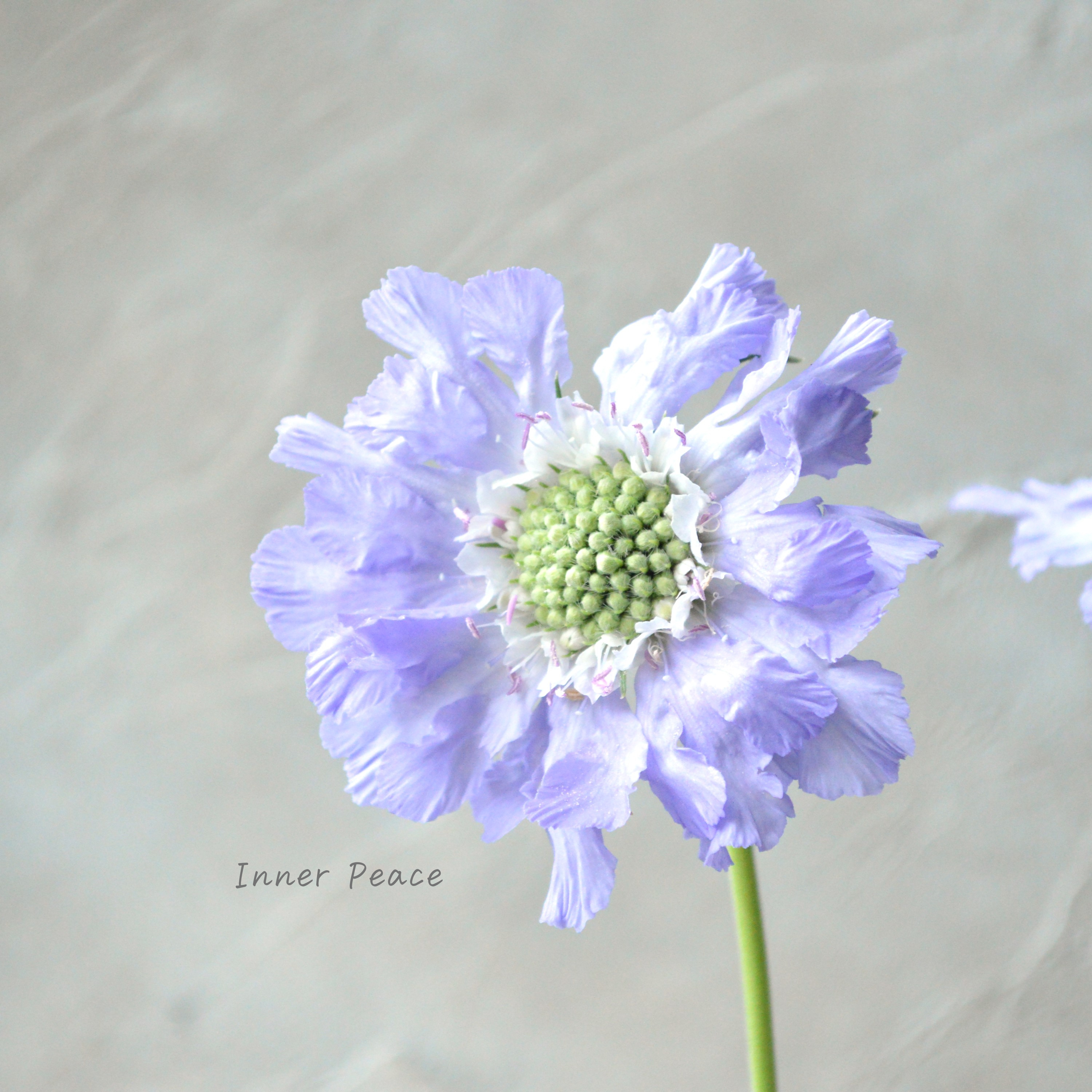 【大輪】 スカビオサ 『パーフェクタ・ブルー系』 3.5寸POT