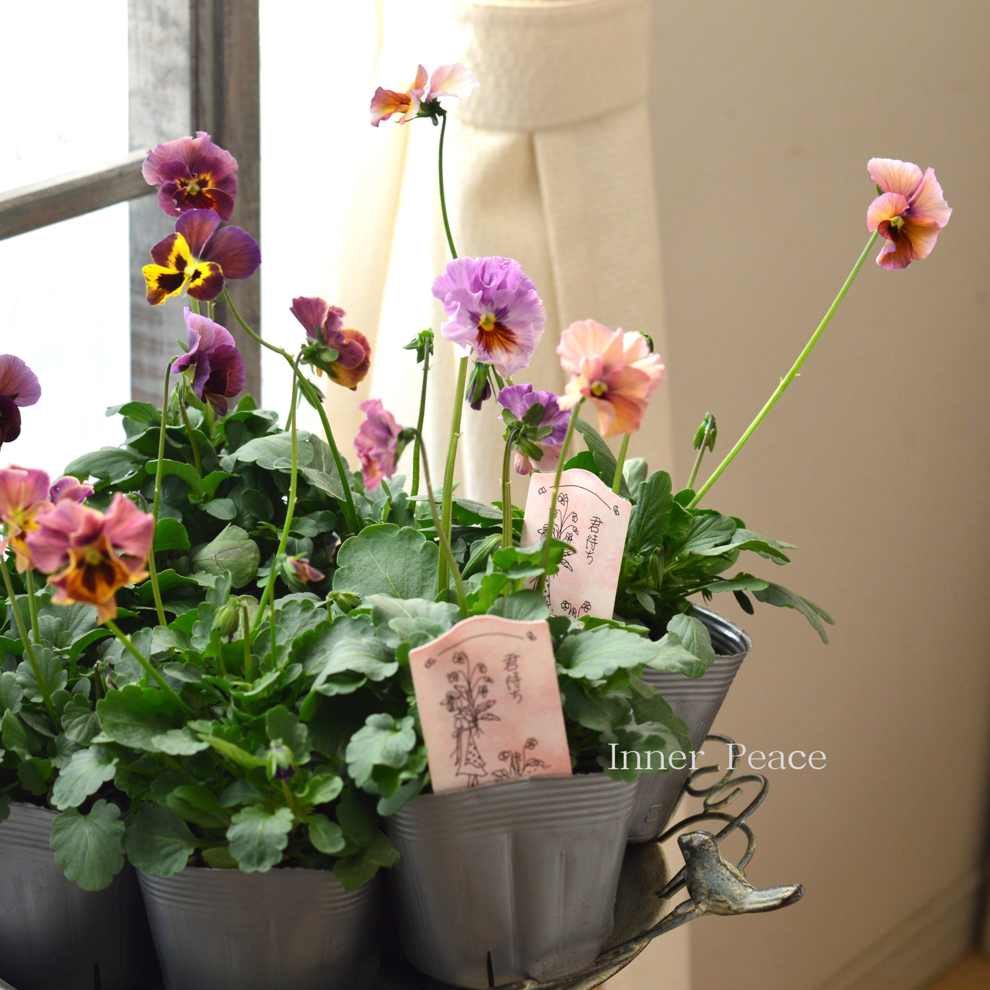 【吉村龍典さん育種ビオラ】 君待ちシリーズ 3.5寸POT