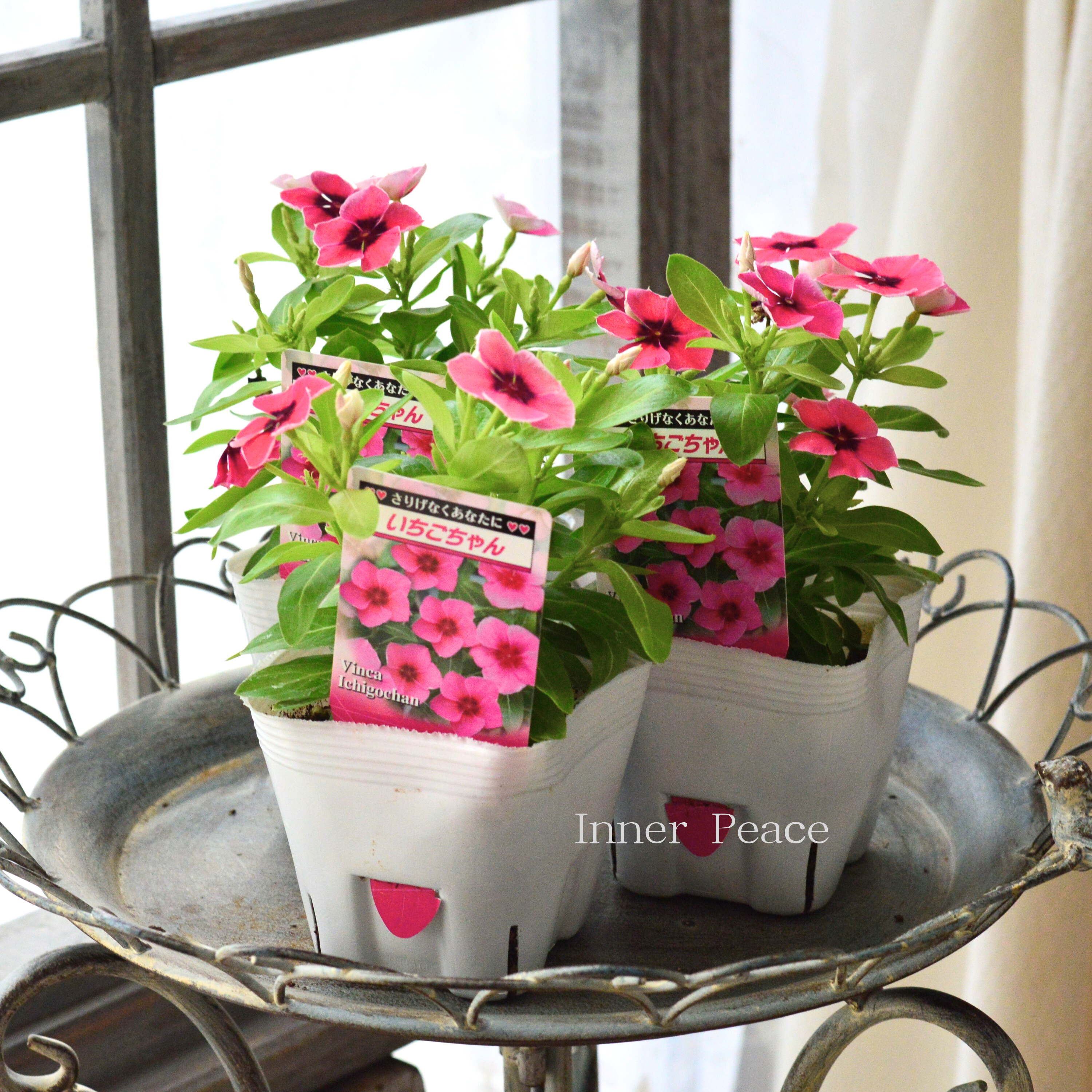 【北島園芸さん】 ニチニチソウ 『いちごちゃん・ライムグリーンリーフ』 3.5寸POT