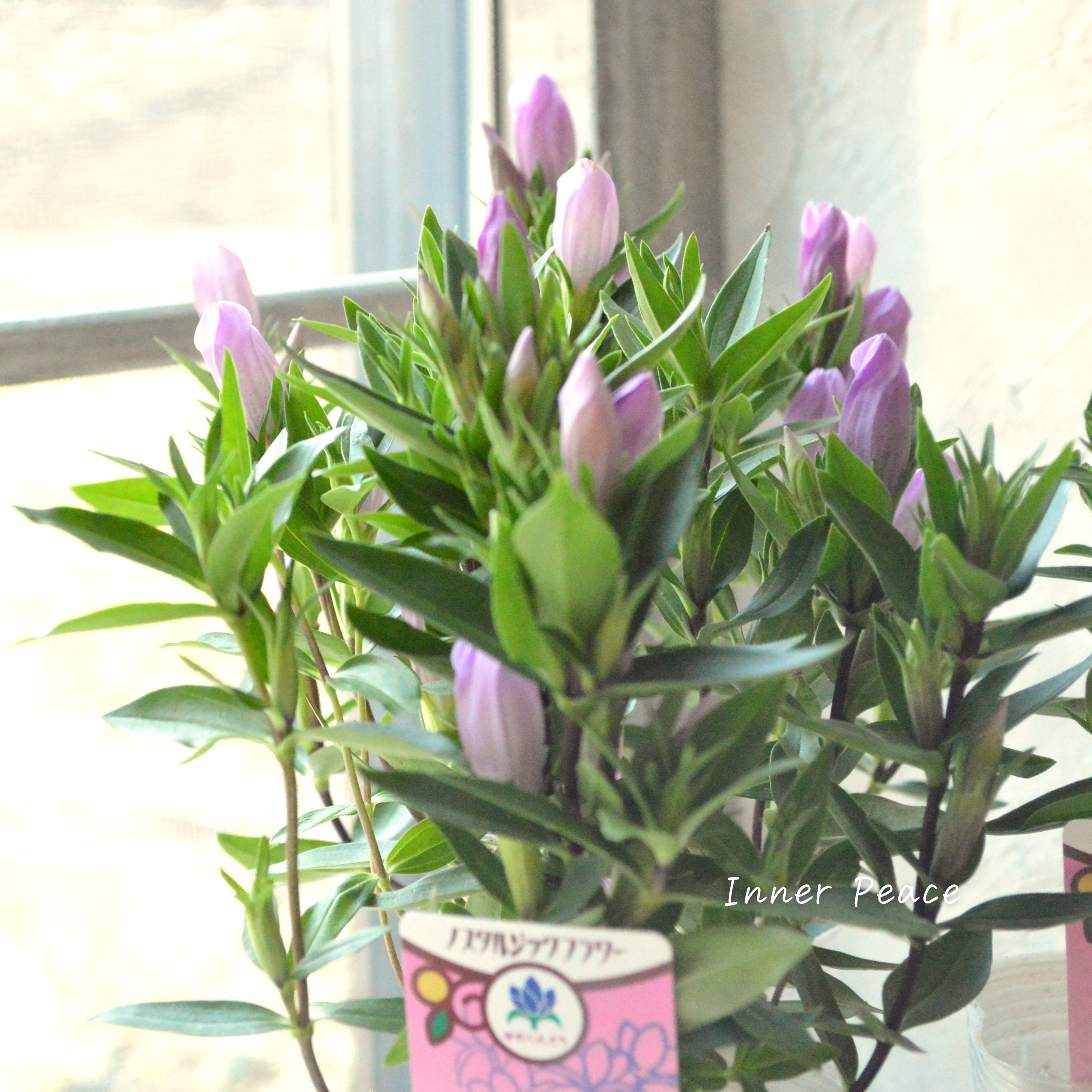 【宿根】 リンドウ 『メルヘンアシロ』 3寸POT