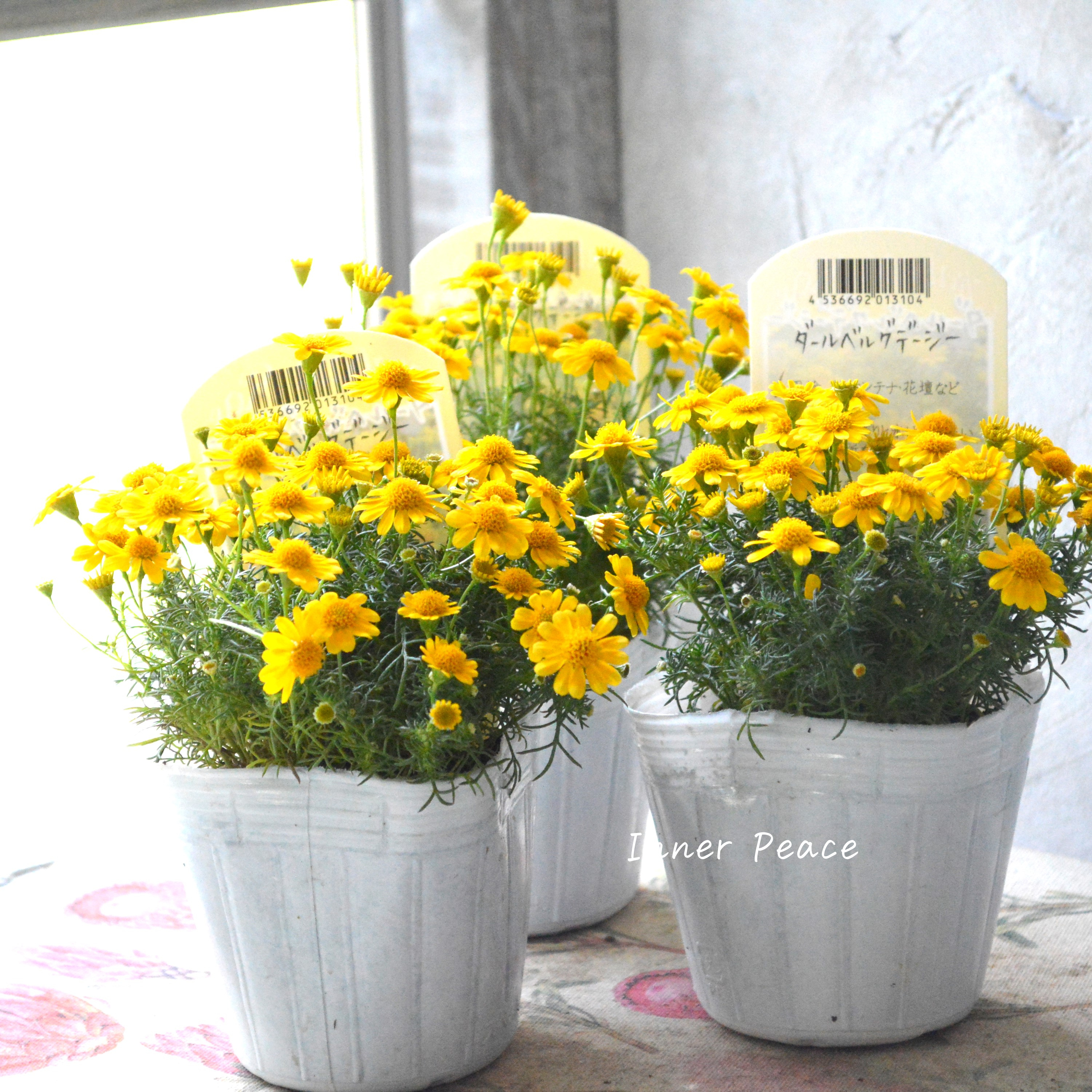 【小花がかわいい】ダールベルグデージー 3寸POT