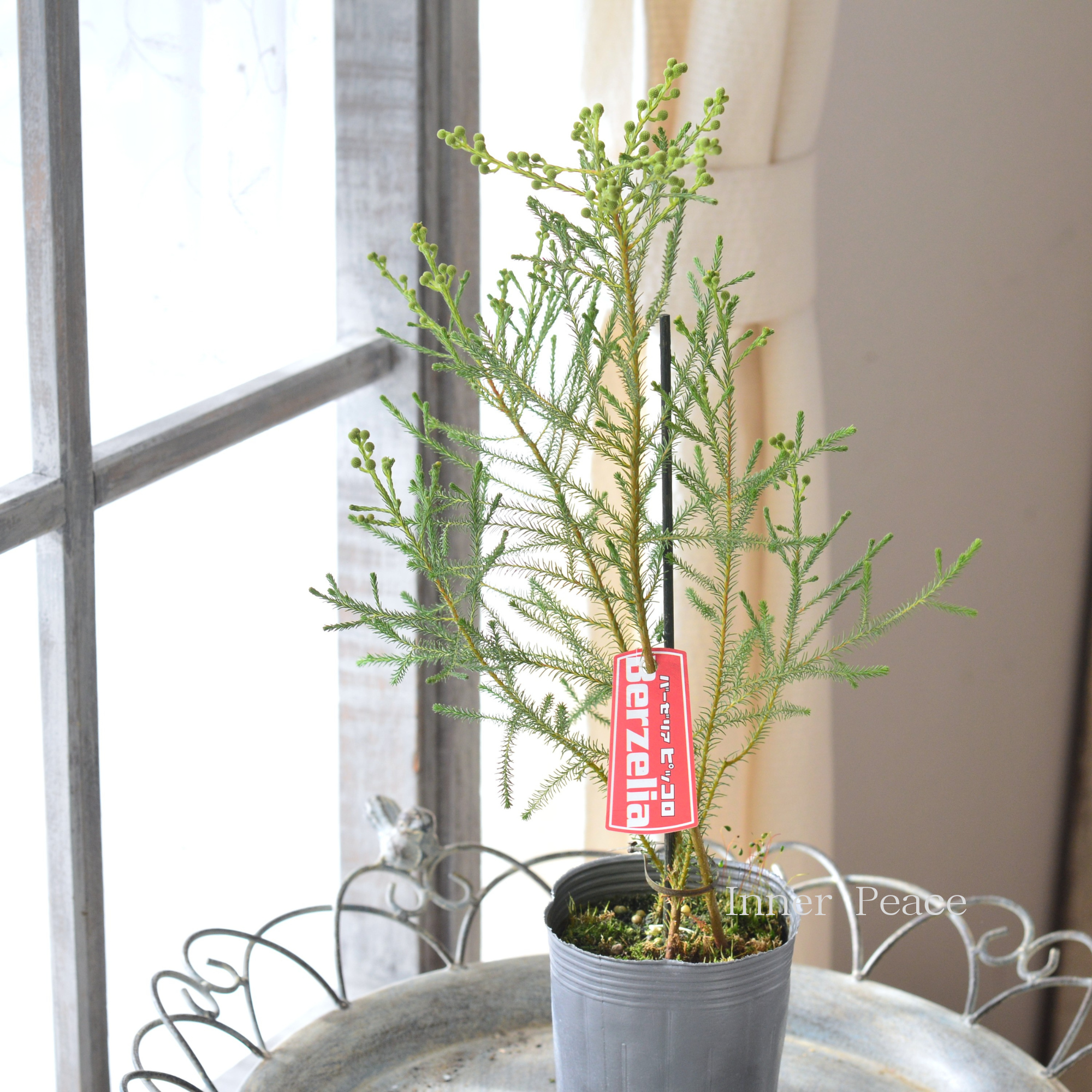 【個性的】 バーゼリア(ベルセリア) 『ピッコロ』 3寸POT