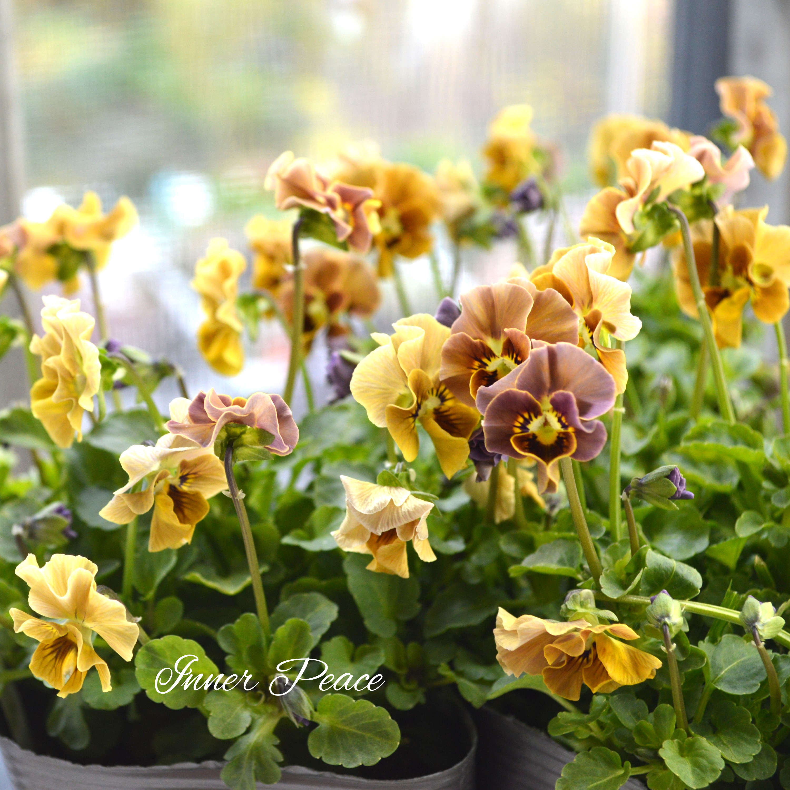 【tef*tef*さんオリジナルビオラ】 フロチョコフリル 3.5寸POT