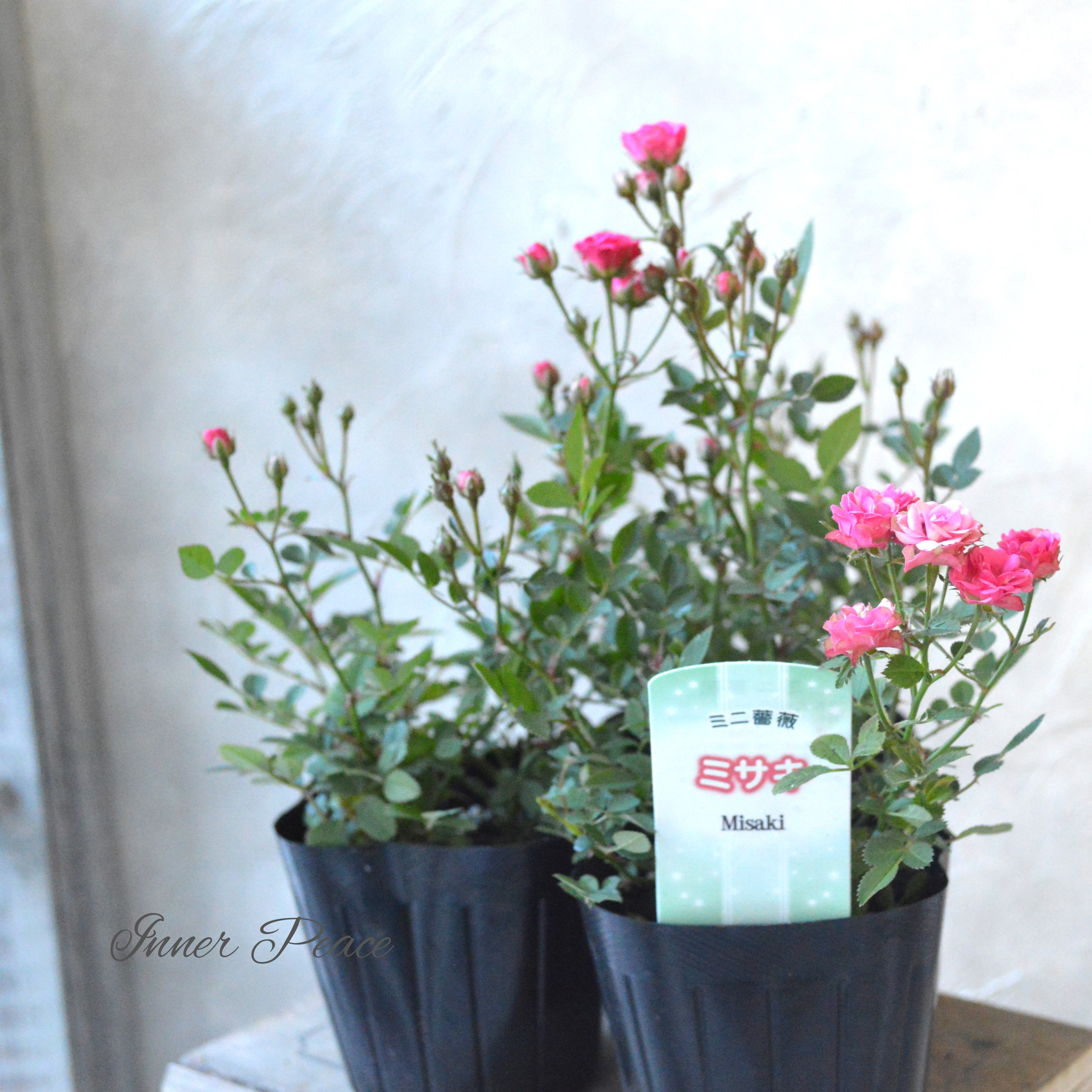 【分割できる】 ミニ薔薇 『ミサキ』(カスミソウ咲き) 3寸POT