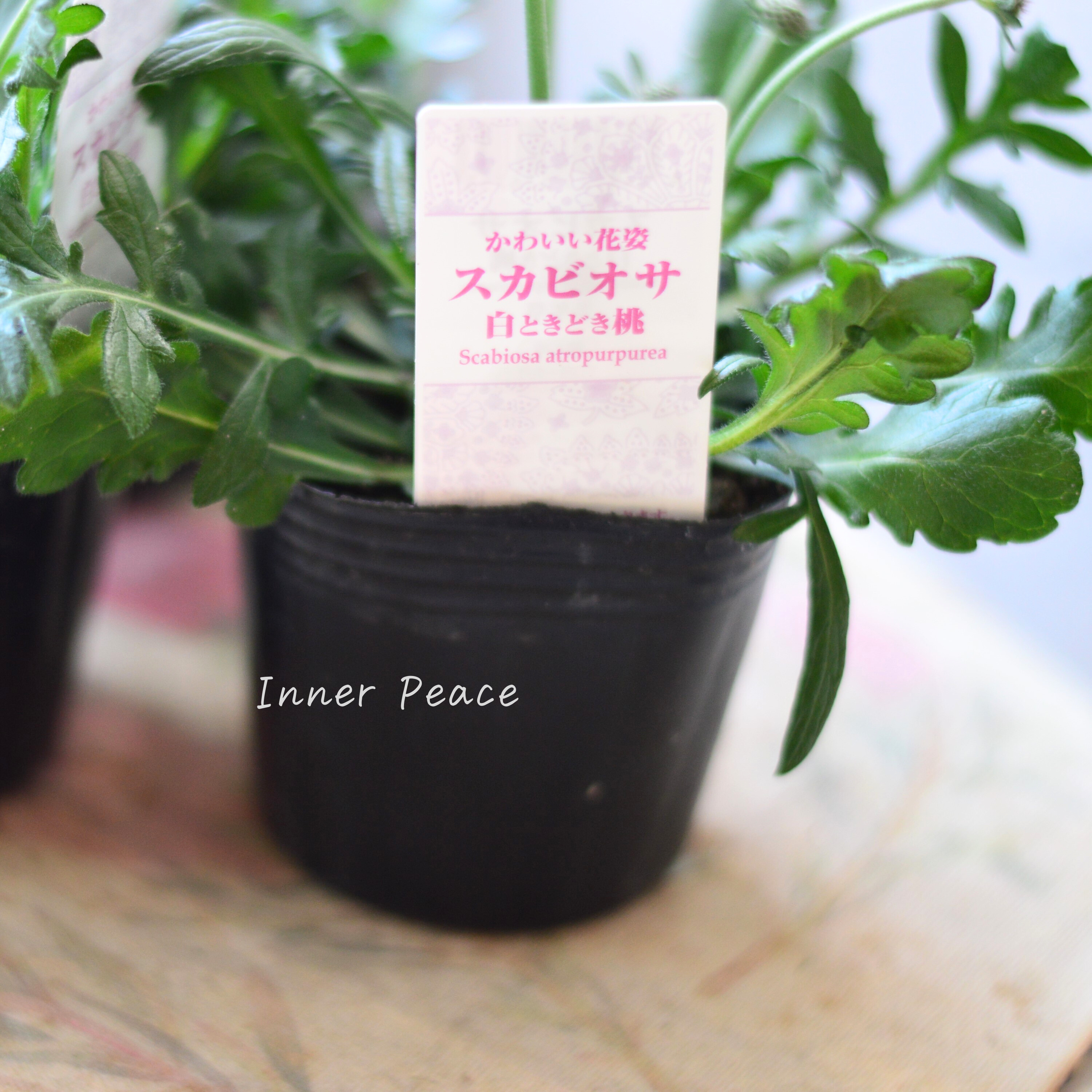 【美しい】 スカビオサ 『白ときどき桃』 3寸POT