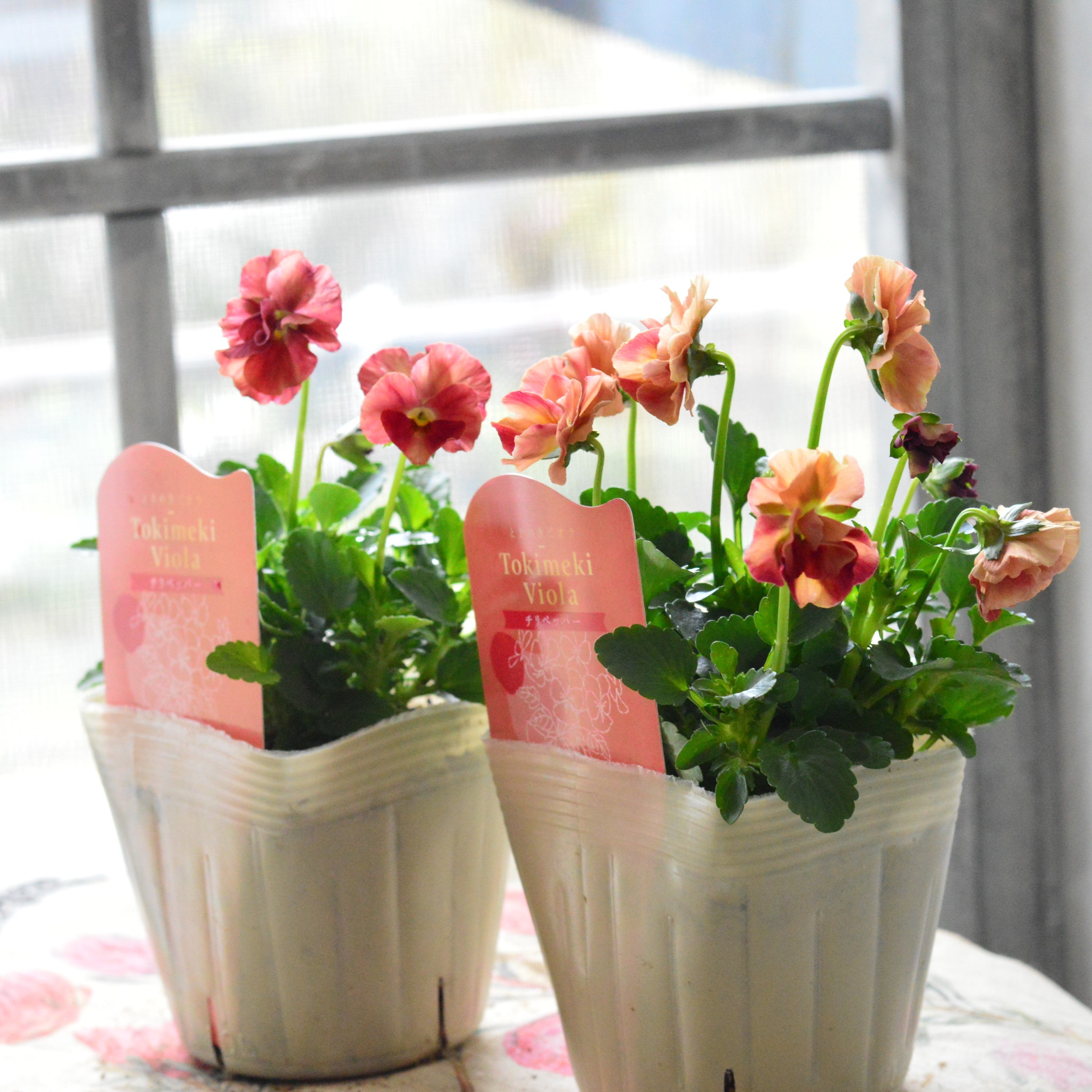 【奥田園芸さん】 ときめきビオラ 『チリペッパー』 3.5寸POT