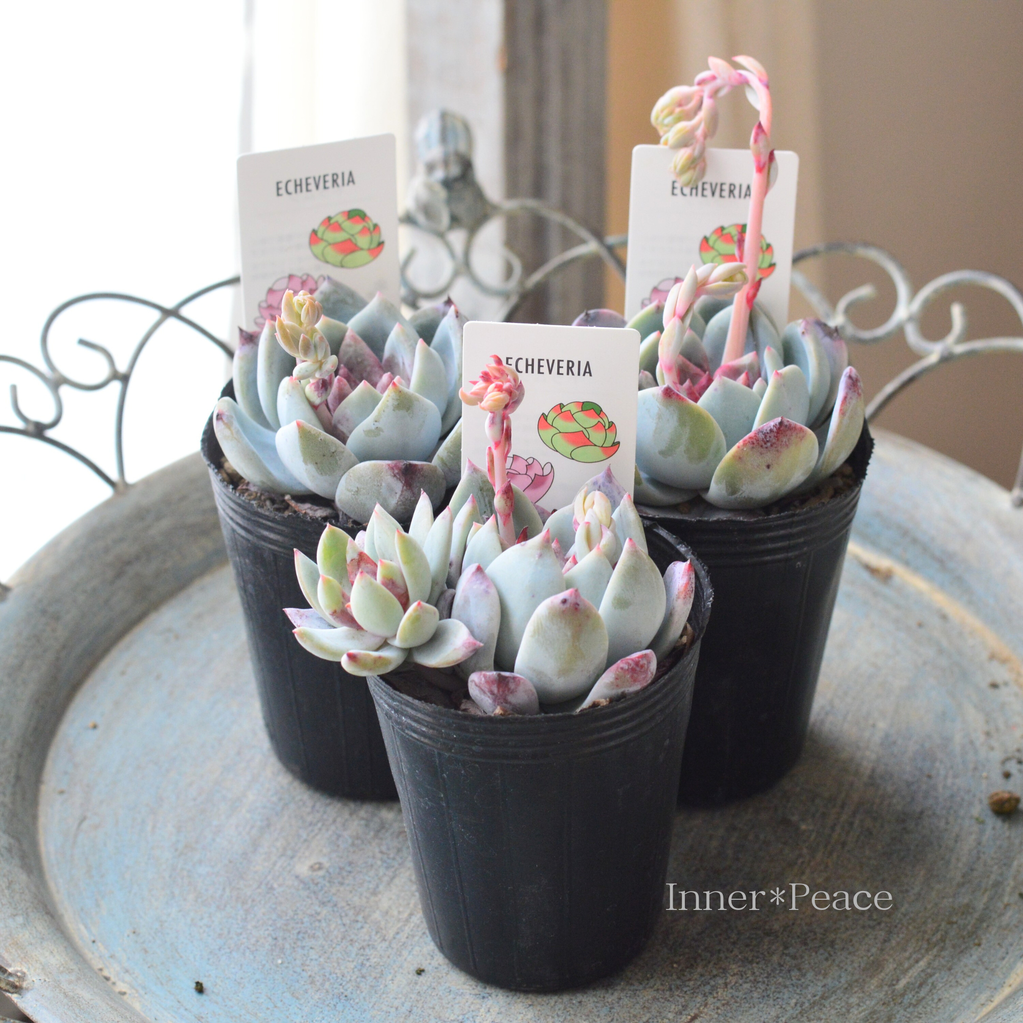 【多肉植物】 エケベリア 『トラムソ』 2.5寸POT