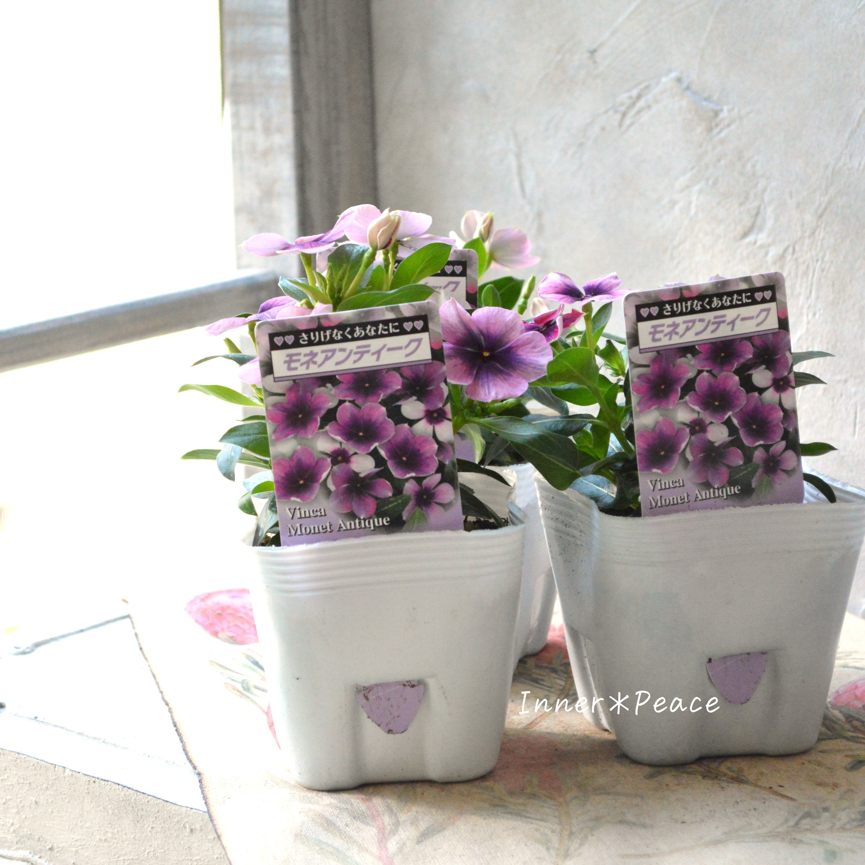 【北島園芸さん】 ニチニチソウ 『モネアンティーク』 3.5寸POT