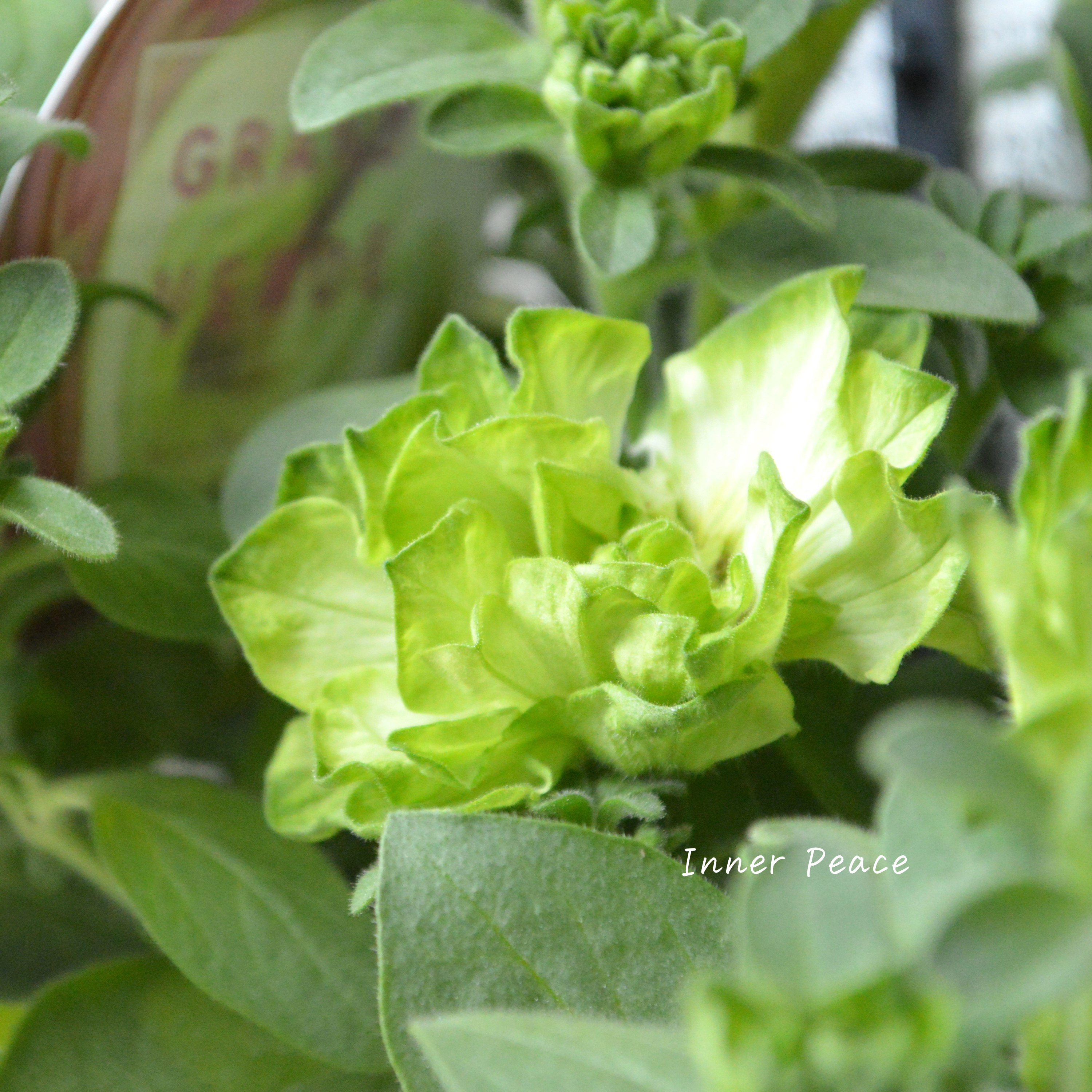 【ガルテン湘南さん】 ペチュニア 『湘南ヴェルデ』 3.5寸POT