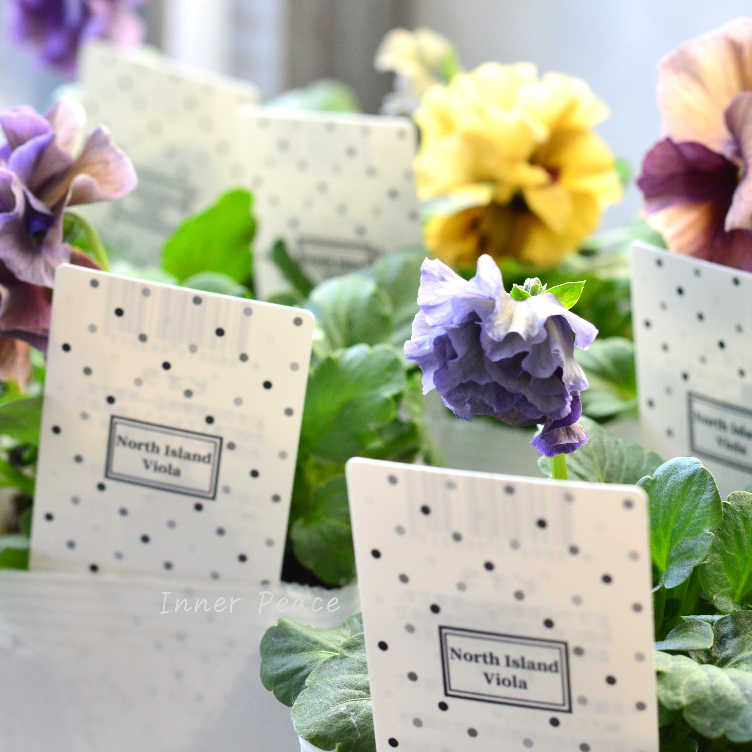 【八重咲き】 北島園芸さんの試作品ビオラ 『ふんわりフリル(仮)』 3.5寸POT