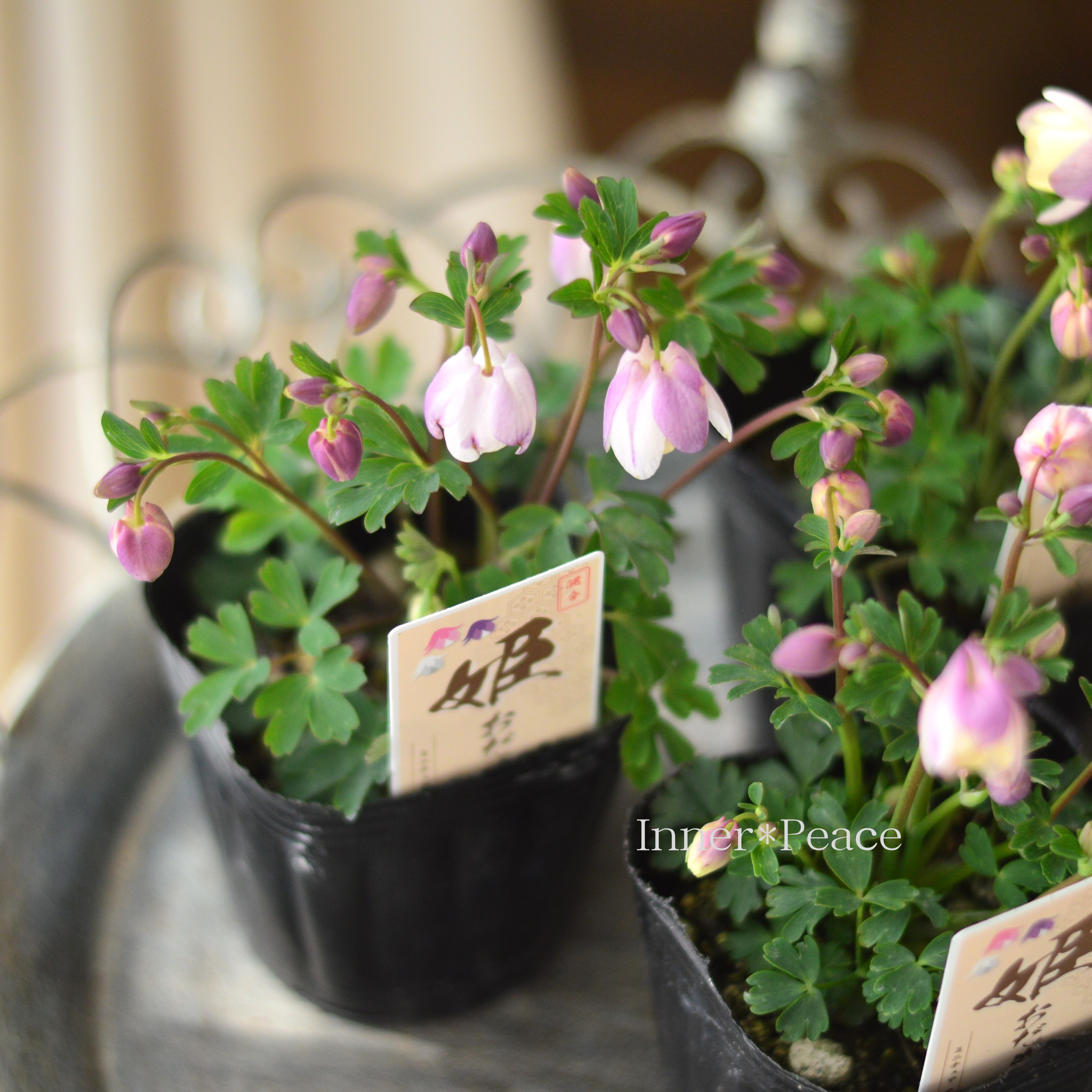 【かわいい】 姫オダマキ 『パープル系』 3寸POT