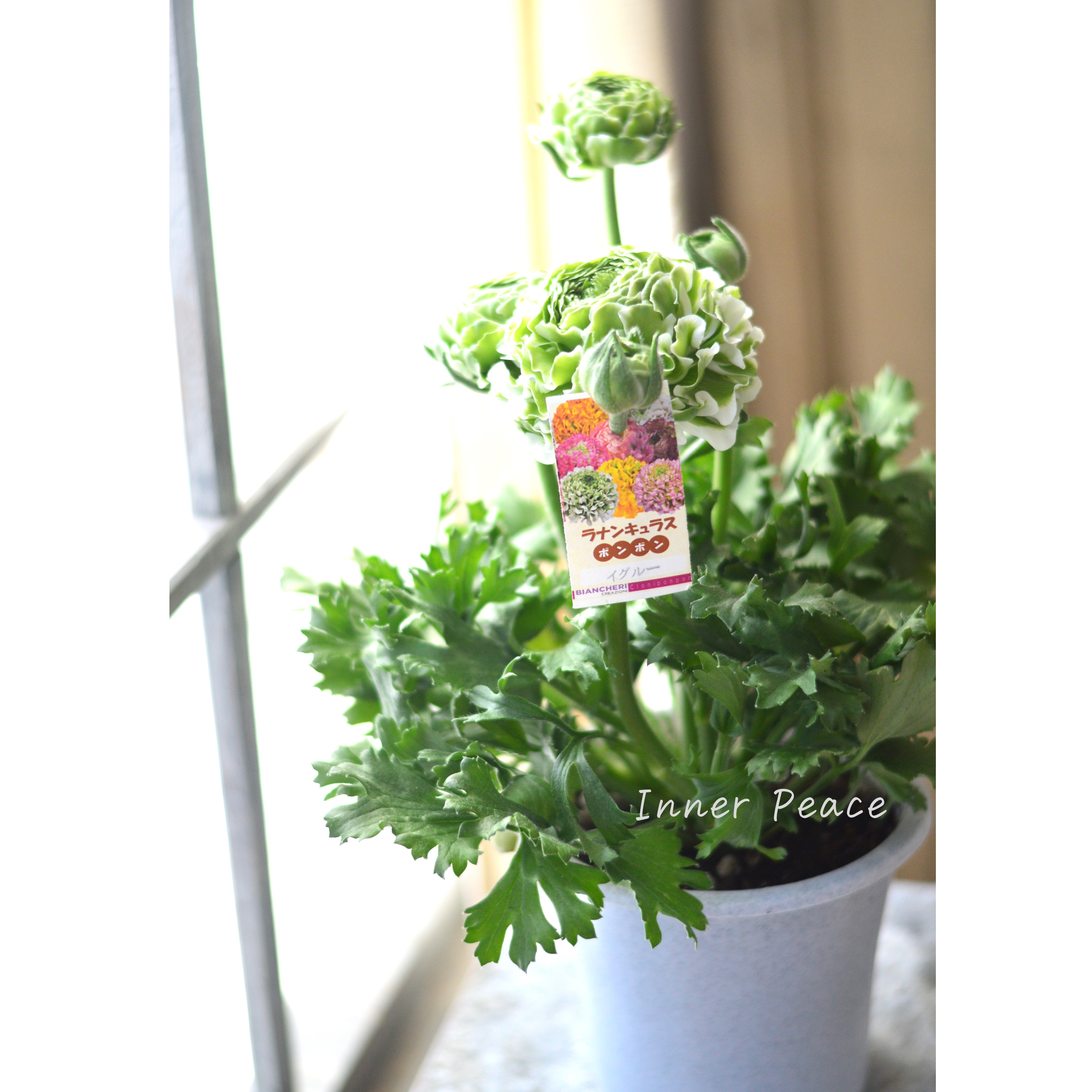 【希少】 ラナンキュラス・ポンポン 『イグルー』 5号鉢