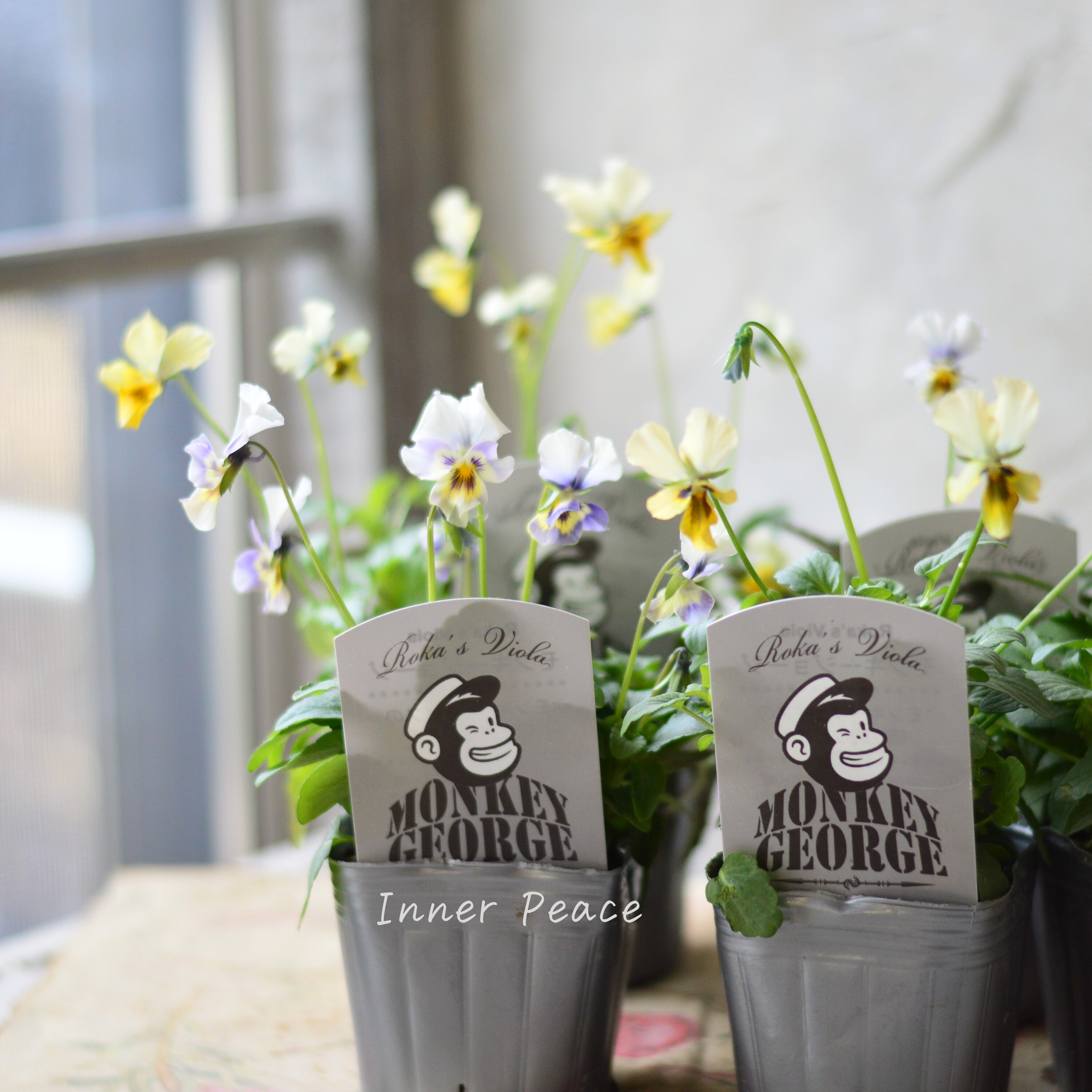 【石川園芸さん】 ビオラ 『モンキージョージ』 3寸POT