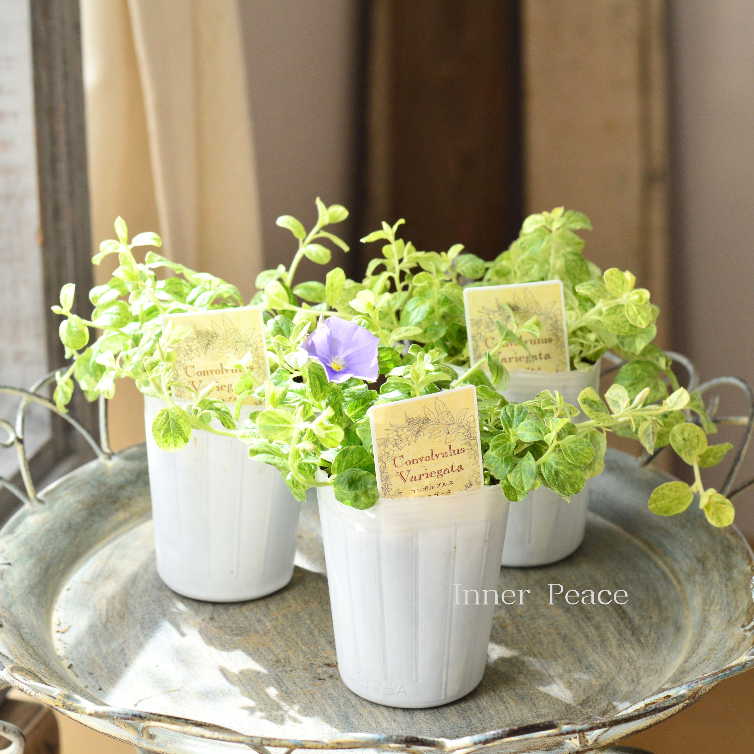 【斑入り】 コンボルブルス 『バリエガータ』 2.5寸ロングPOT