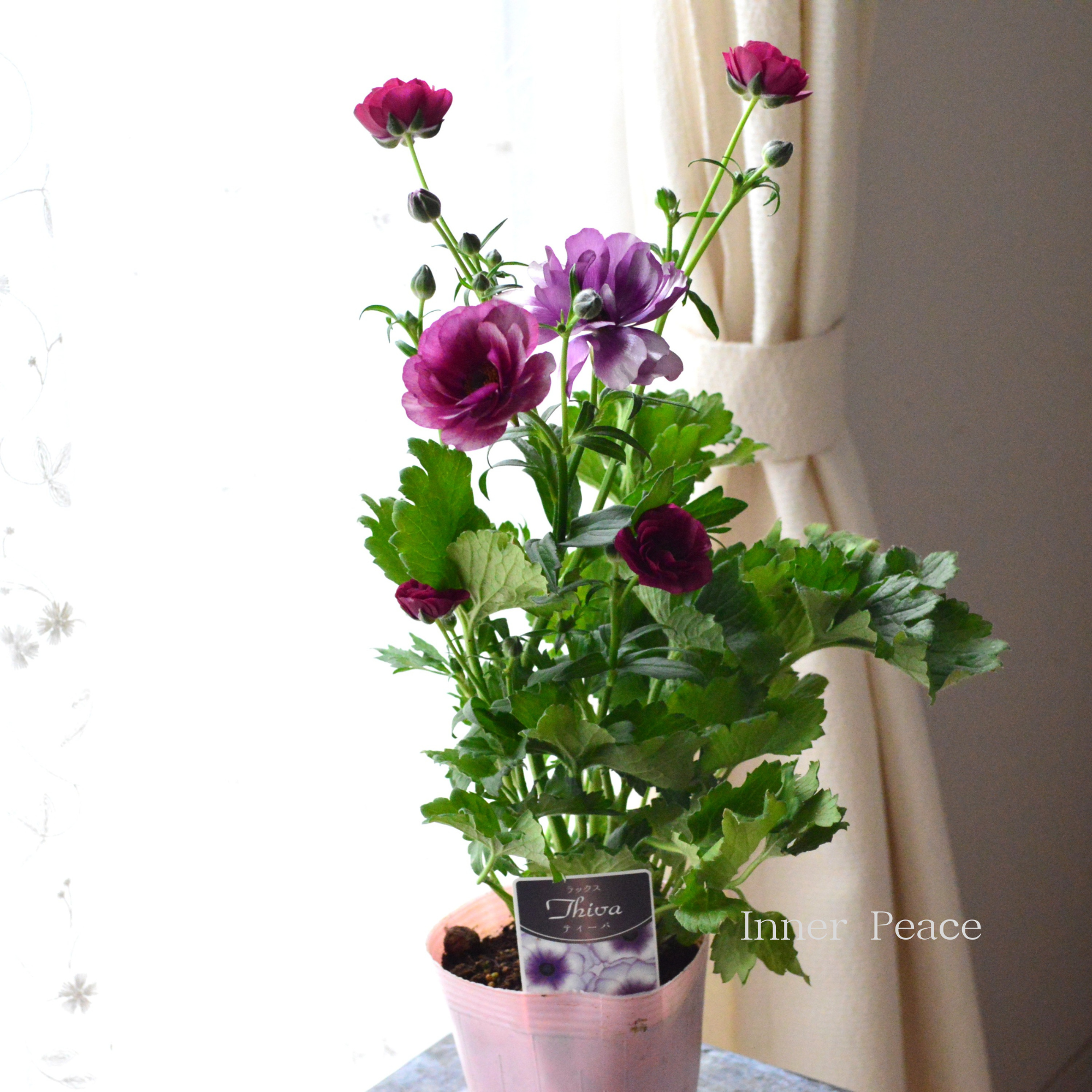 【美しい】 ラナンキュラス・ラックス 『ティーバ』 4寸POT