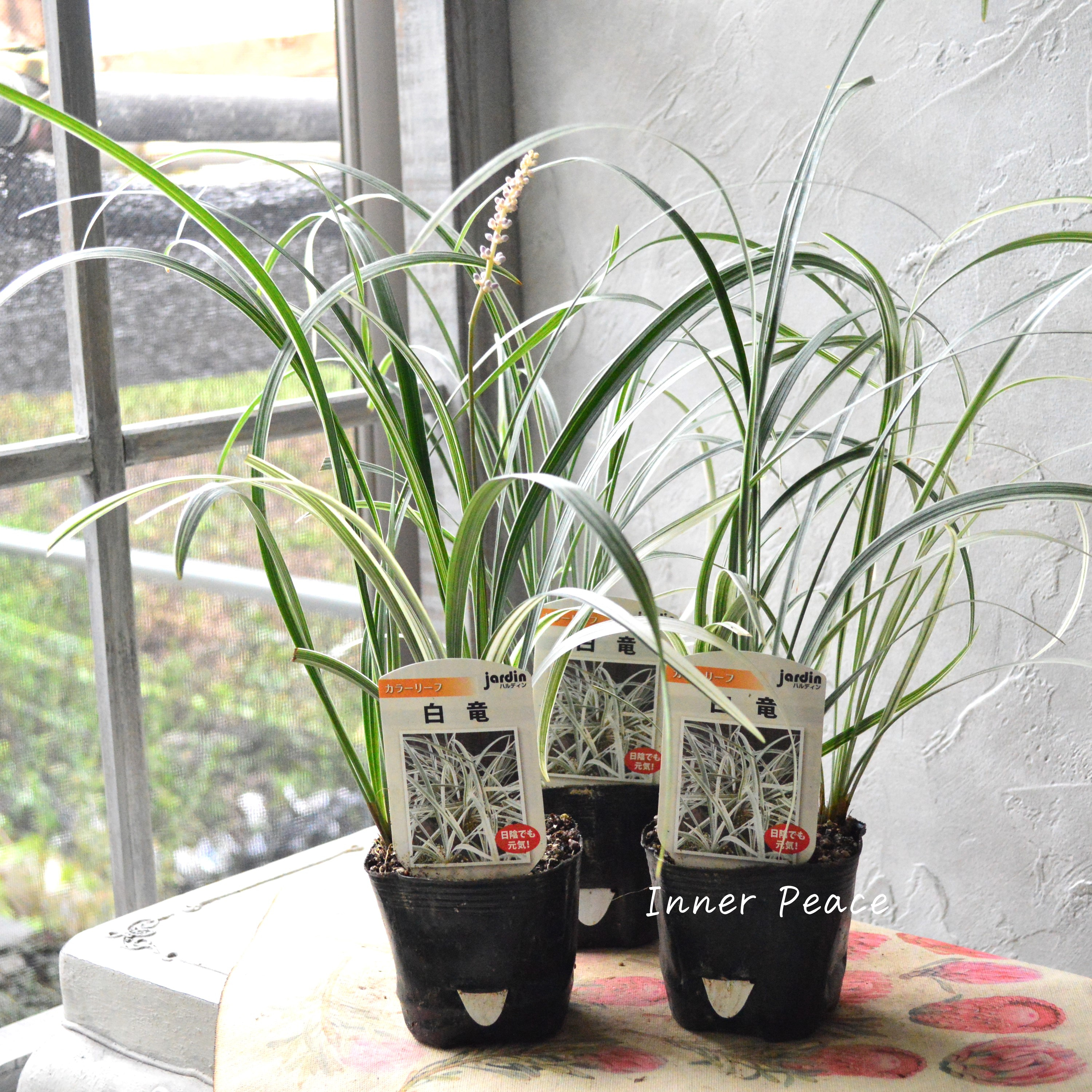 【日陰に強い】 リュウノヒゲ 『白竜』 3寸POT