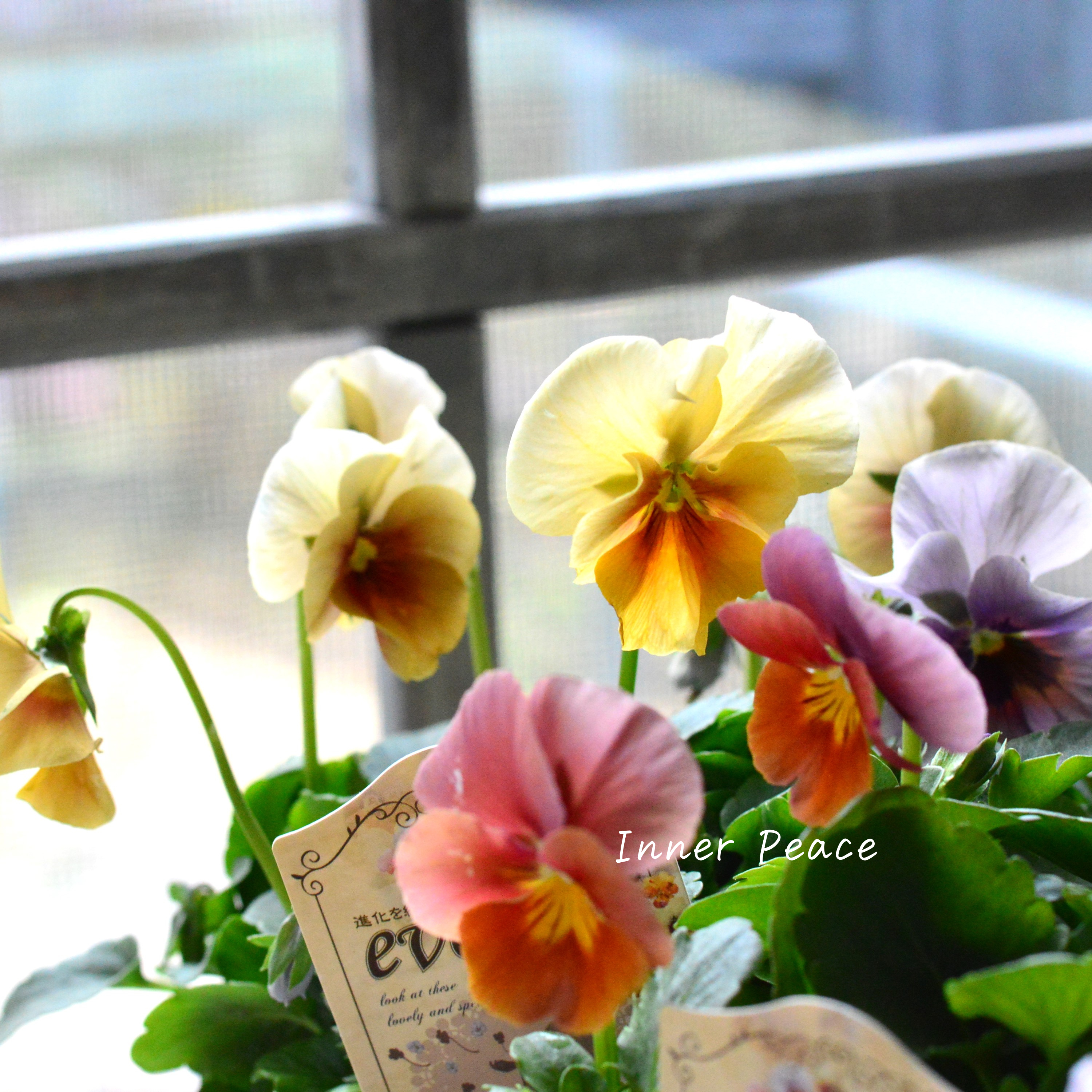 【美しい】 ビオラ 『evolve ~エボルベ~』 3.5寸POT