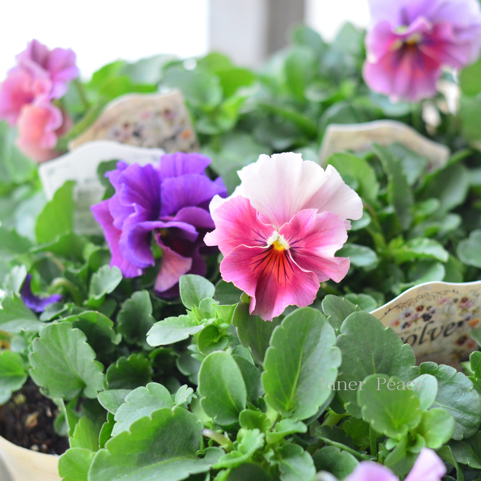 【美しい】 ビオラ 『evolve ~エボルベ~』 3.5寸POT