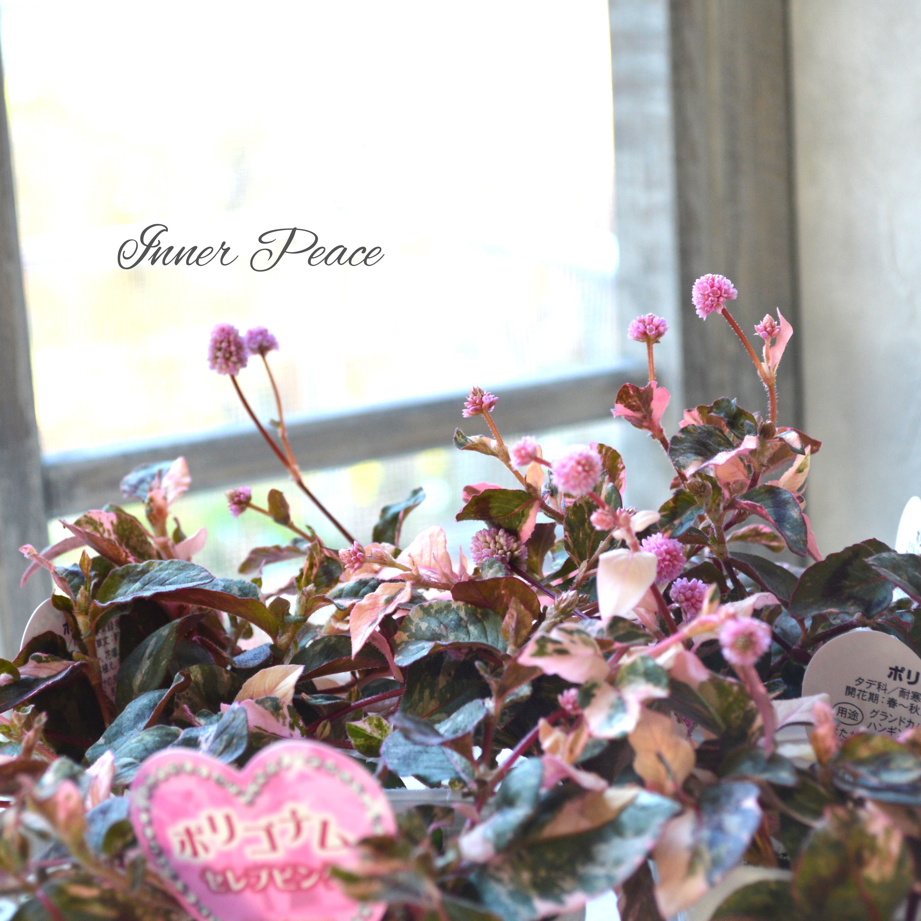 【斑入り】 ポリゴナム 『セレブピンク』 2.5寸POT