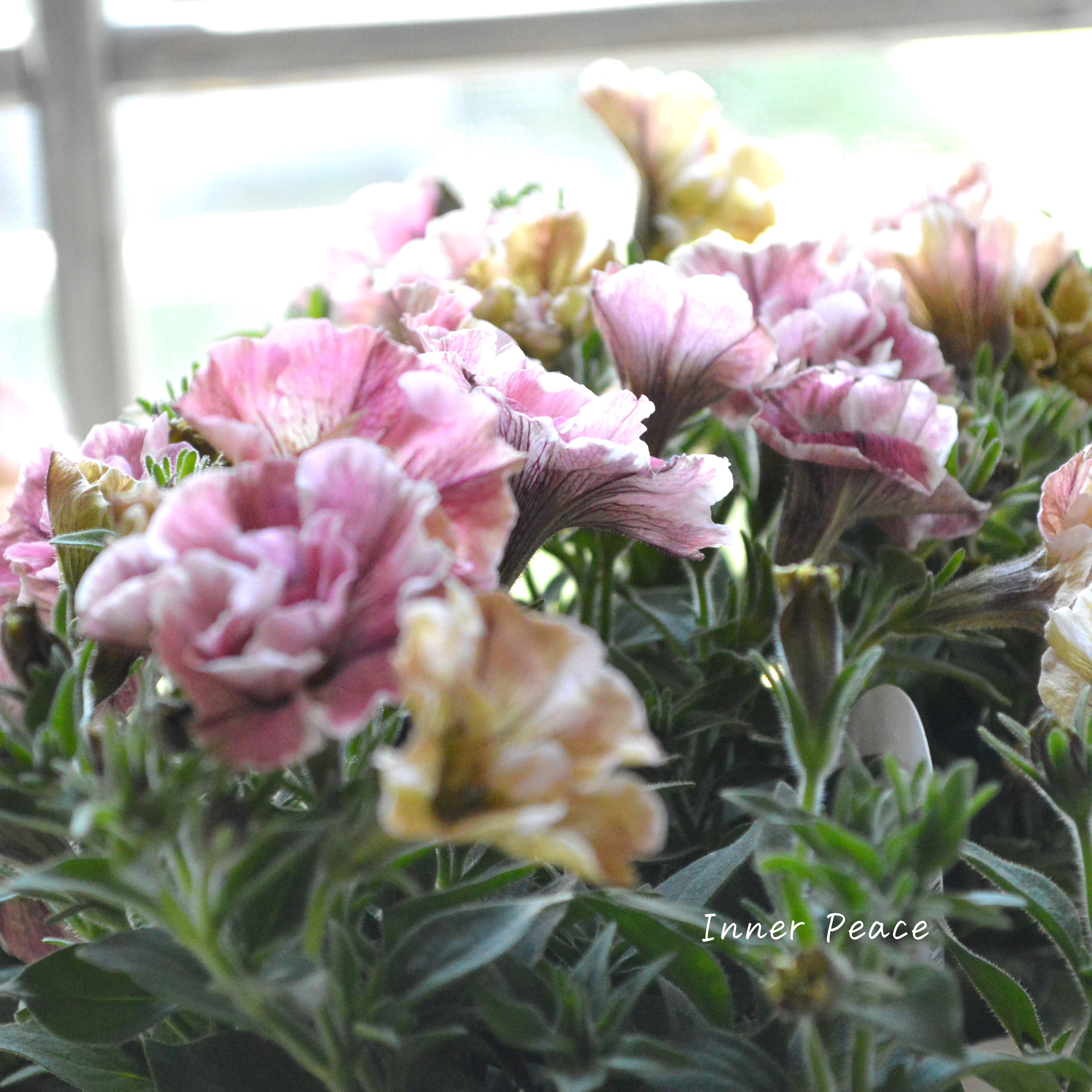 【花芳さんオリジナル】 八重咲きペチュニア 『ジュリエット・桜モダン』 3.5寸POT