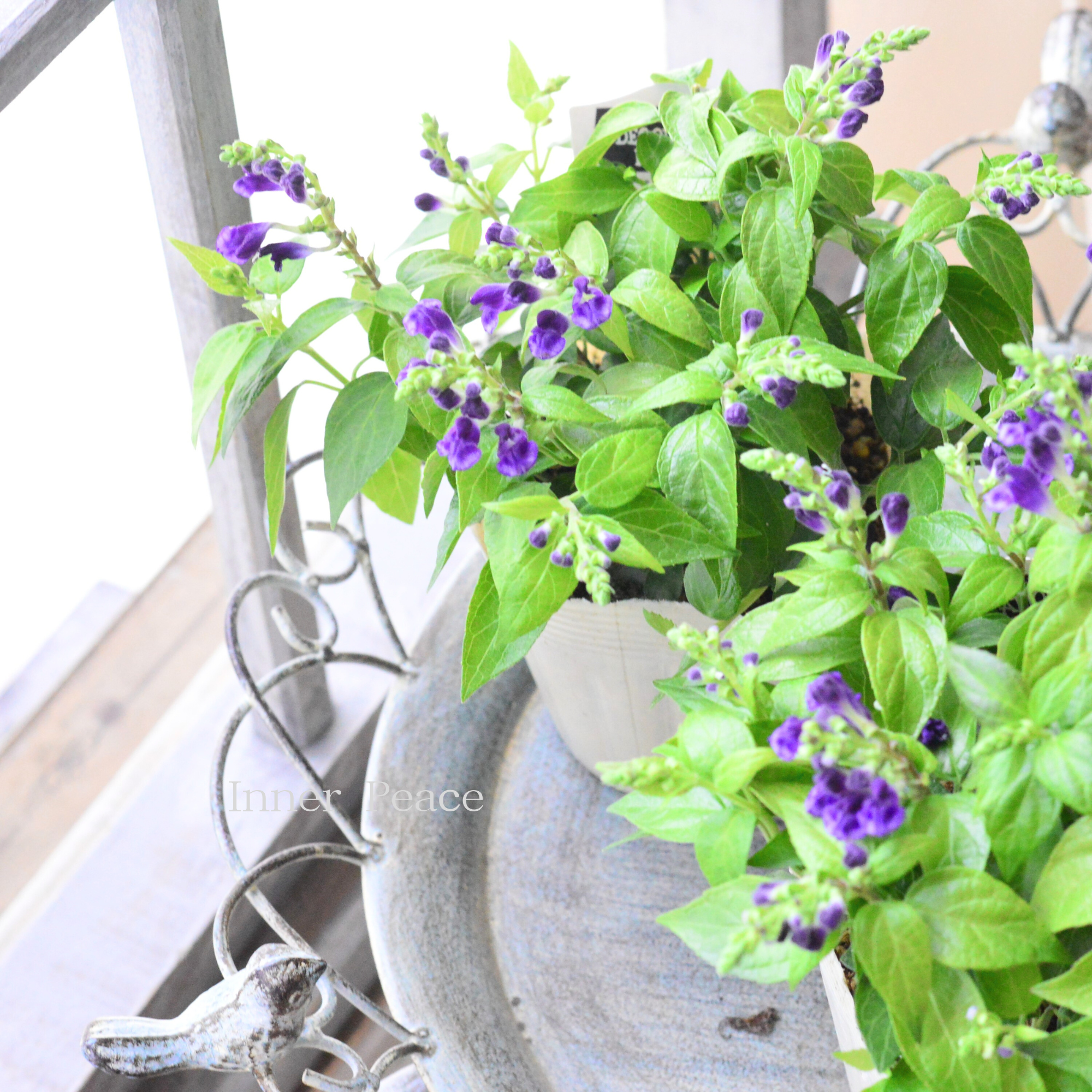 【美しい】 スクテラリア 『ジャワニカ・ベランダ』 3.5寸POT