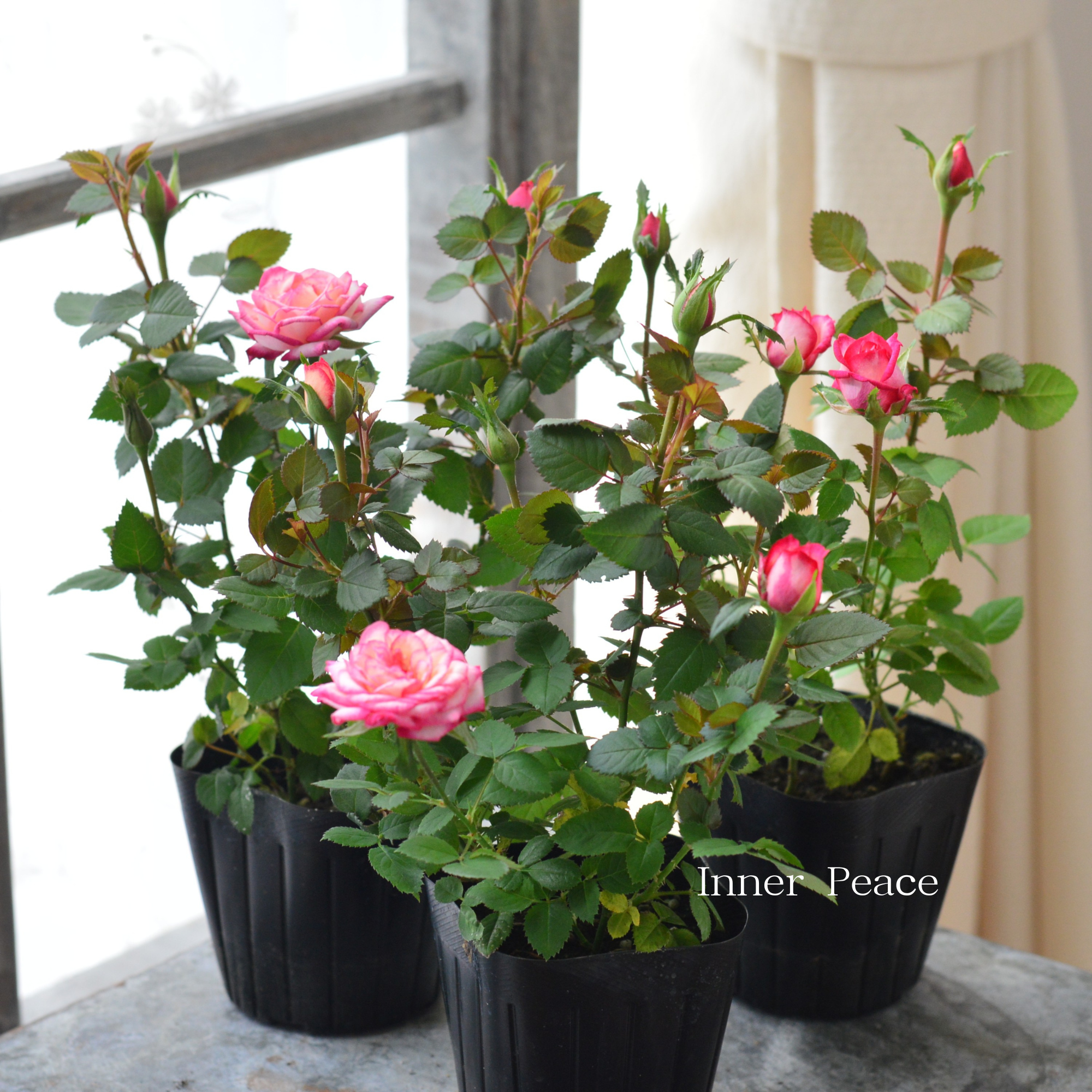 【分割できる】 ミニ薔薇 『コルダナ・ハーレクイン』 3寸POT