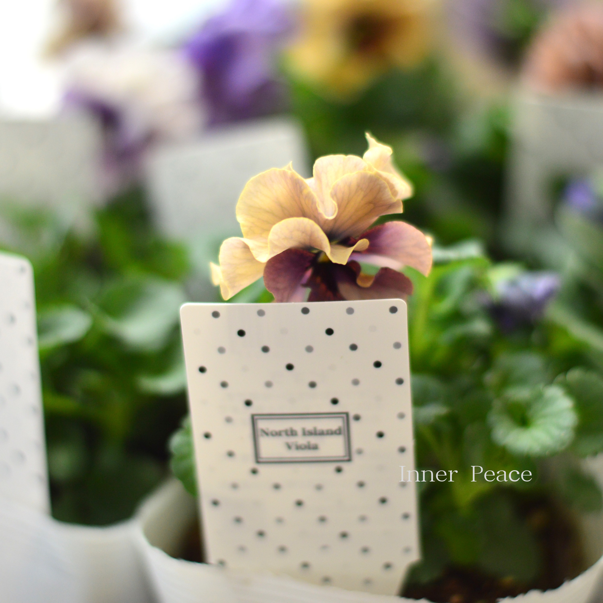 【八重咲き】 北島園芸さんのビオラ 『ふんわりフリル』 3.5寸POT