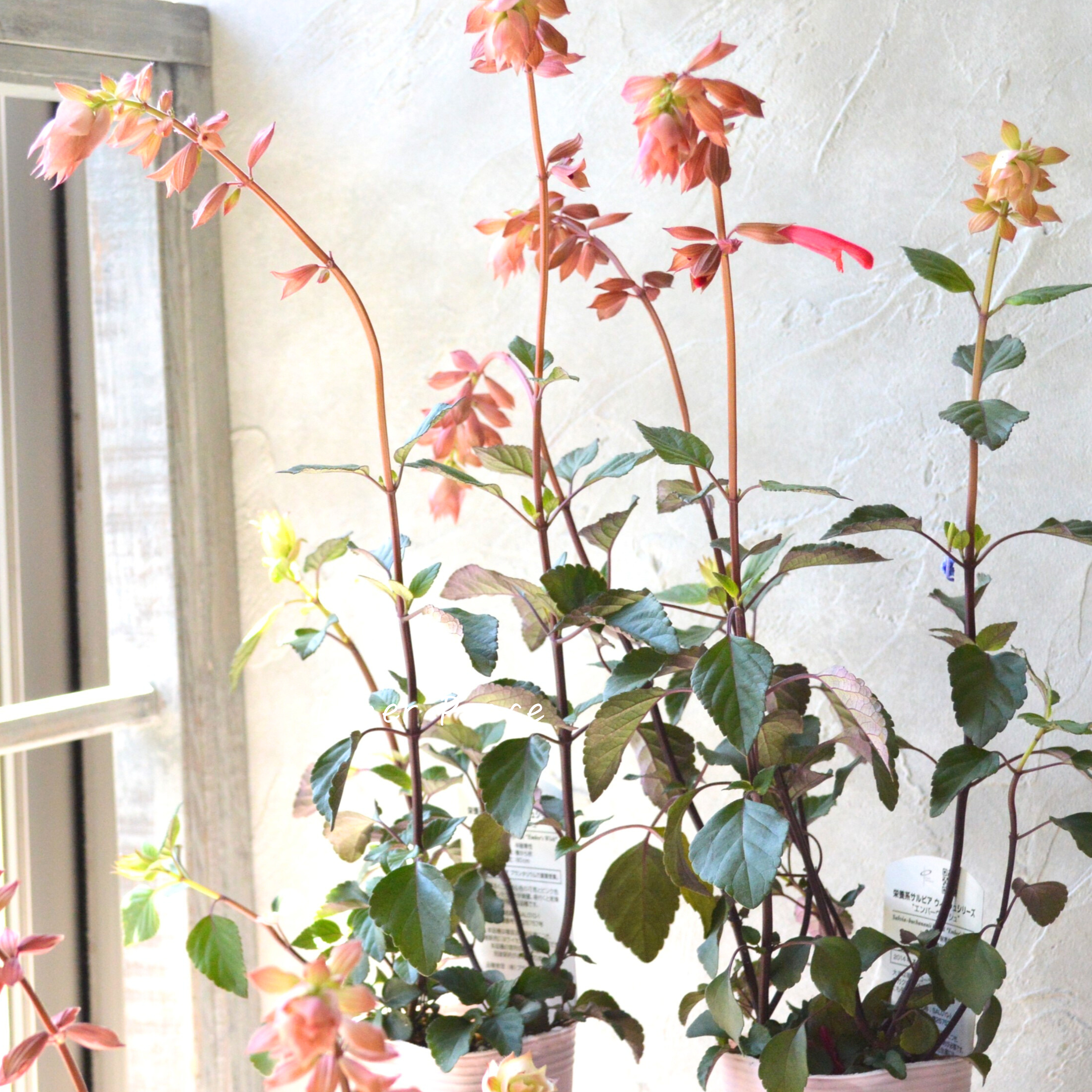 【宿根】 サルビア 『エンバーウィッシュ』 3.5寸POT