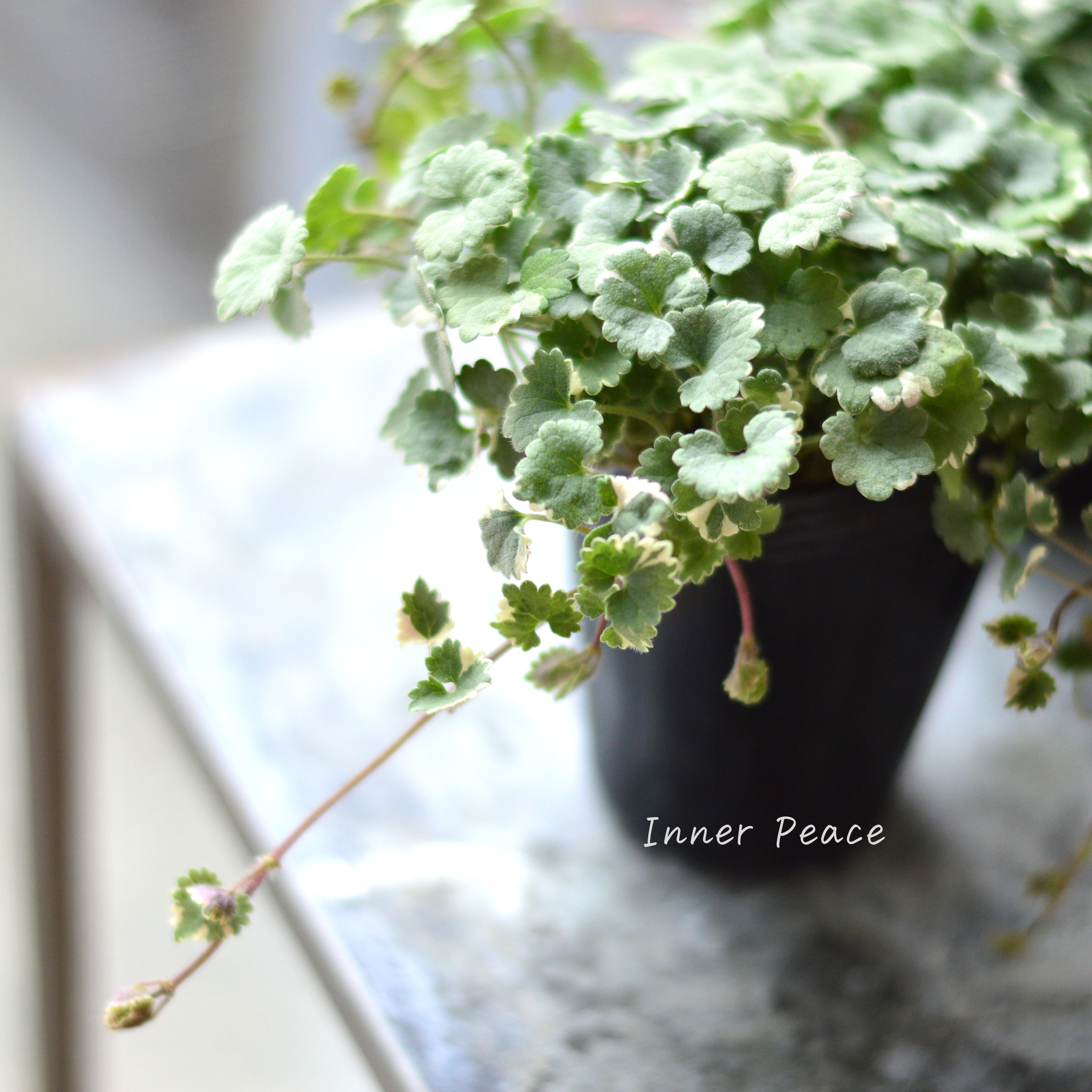 【斑入り】 グレコマ バリエガータ 2.5寸~3寸POT