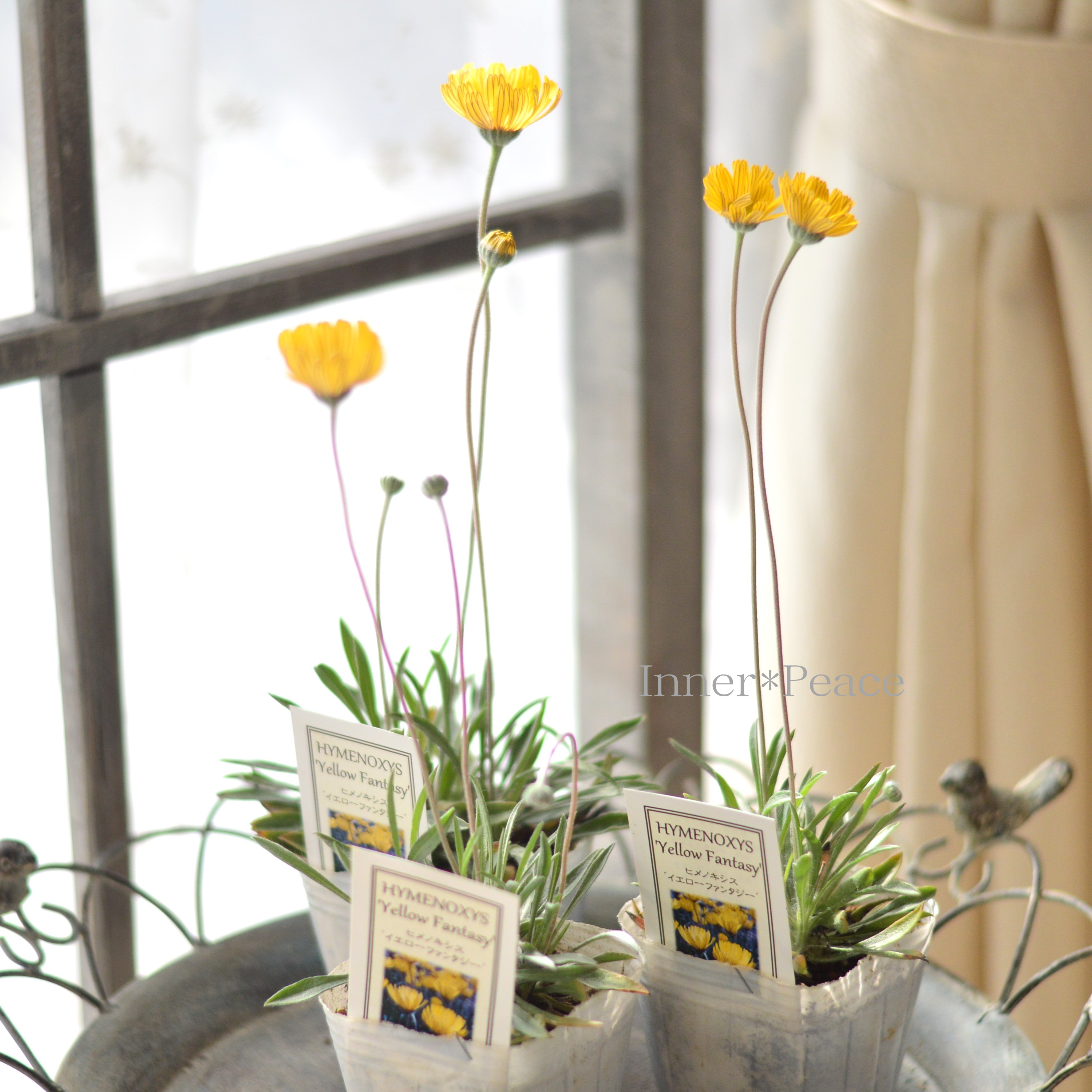 【開花期が長い】 ヒメノキシス 『イエローファンタジー』 3寸POT