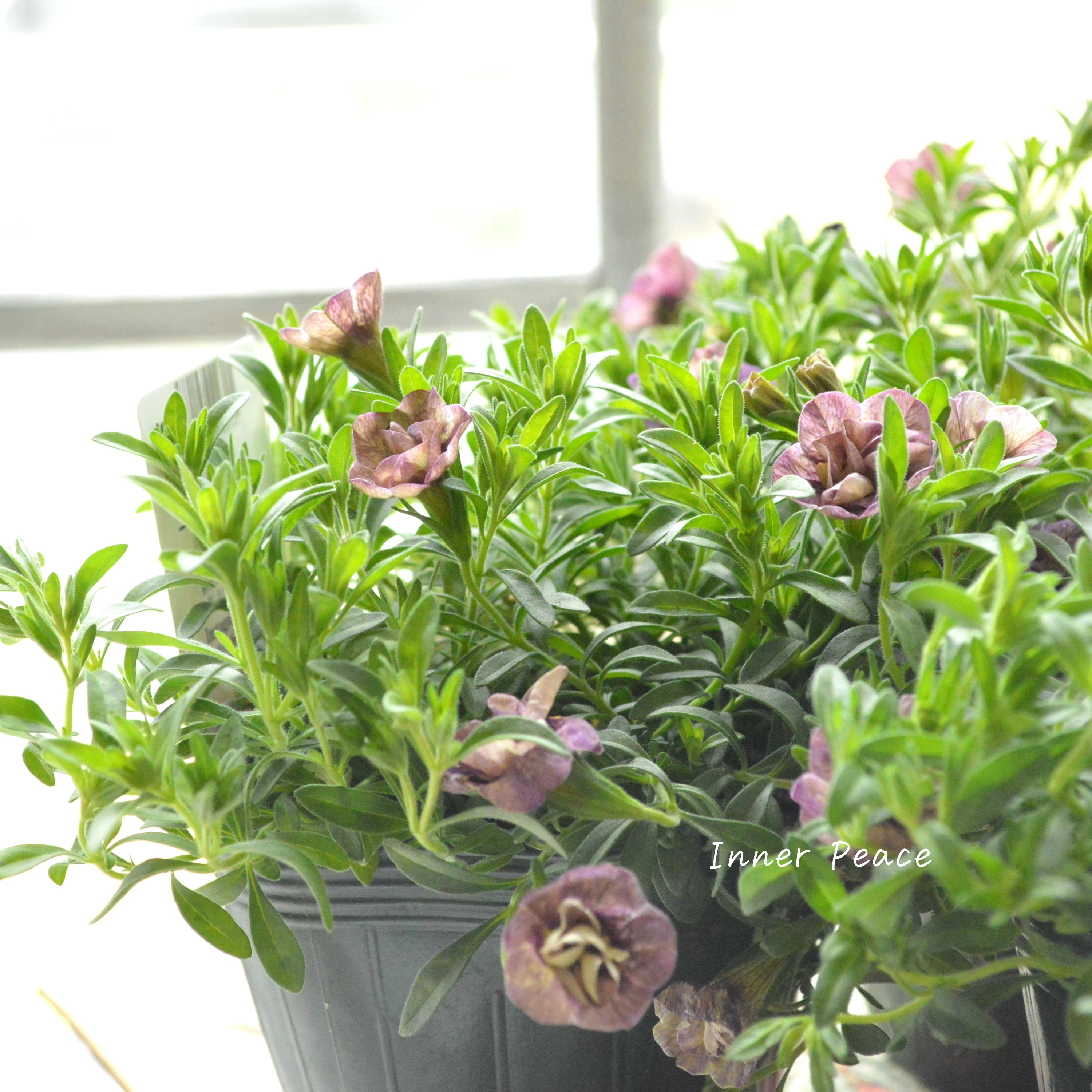 【ゲブラさん】 Sale! カリブラコア 『ブラン』 3.5寸POT