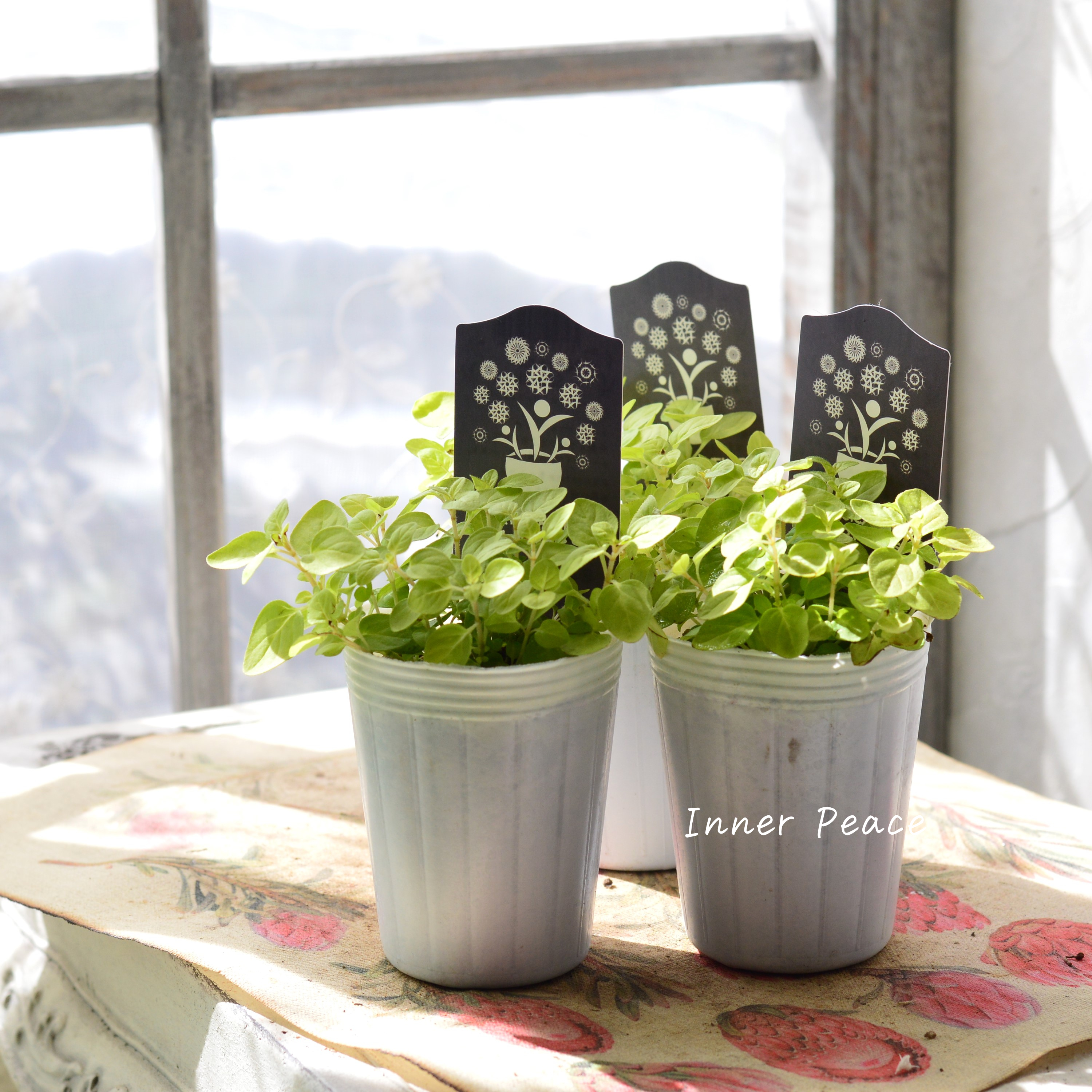 【ナラフラさん】 オレガノ 『ノートンズゴールド』 3寸POT