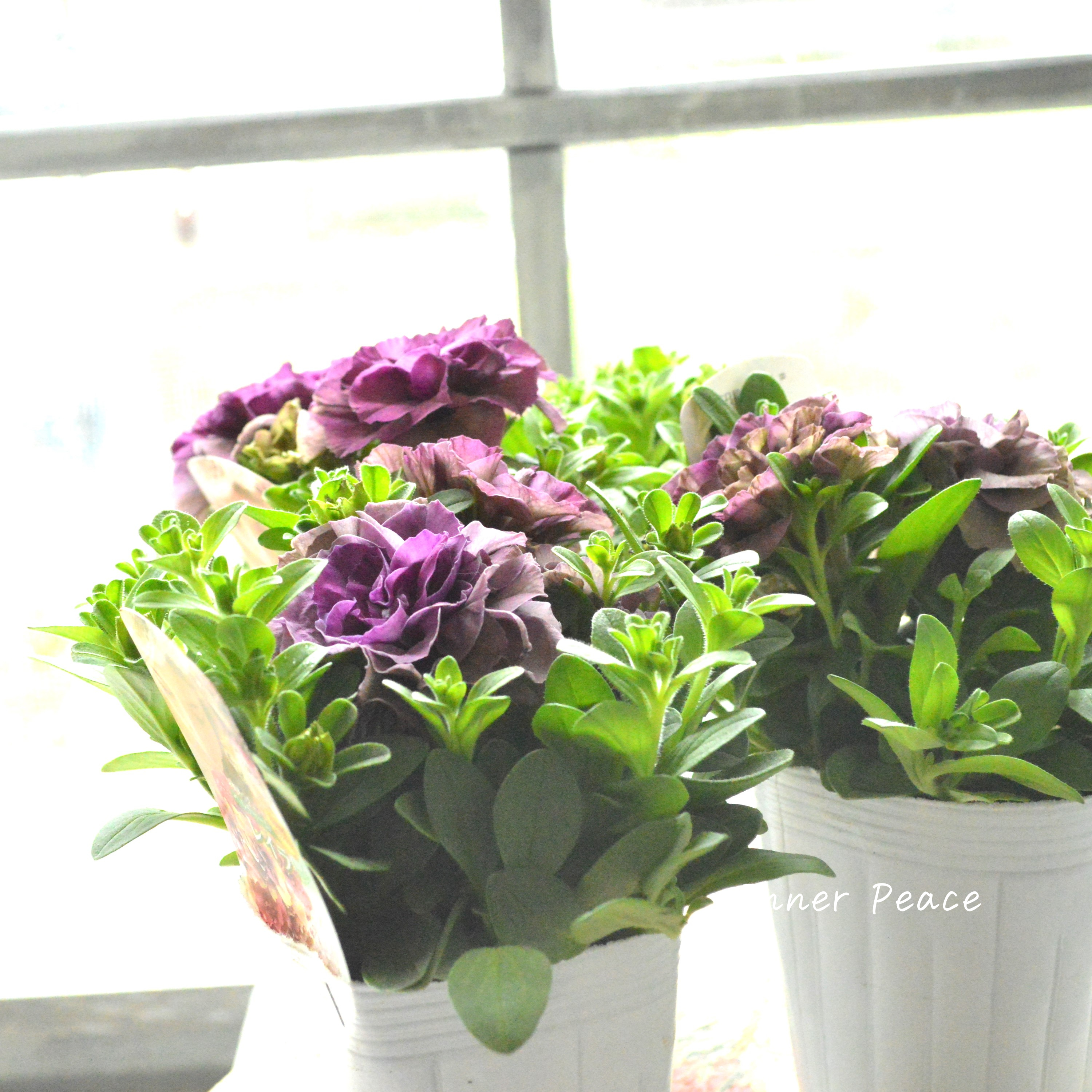 【花日和さんオリジナル】 栄養系ペチュニア 『ベルチャーム・レイラ』 3.5寸POT