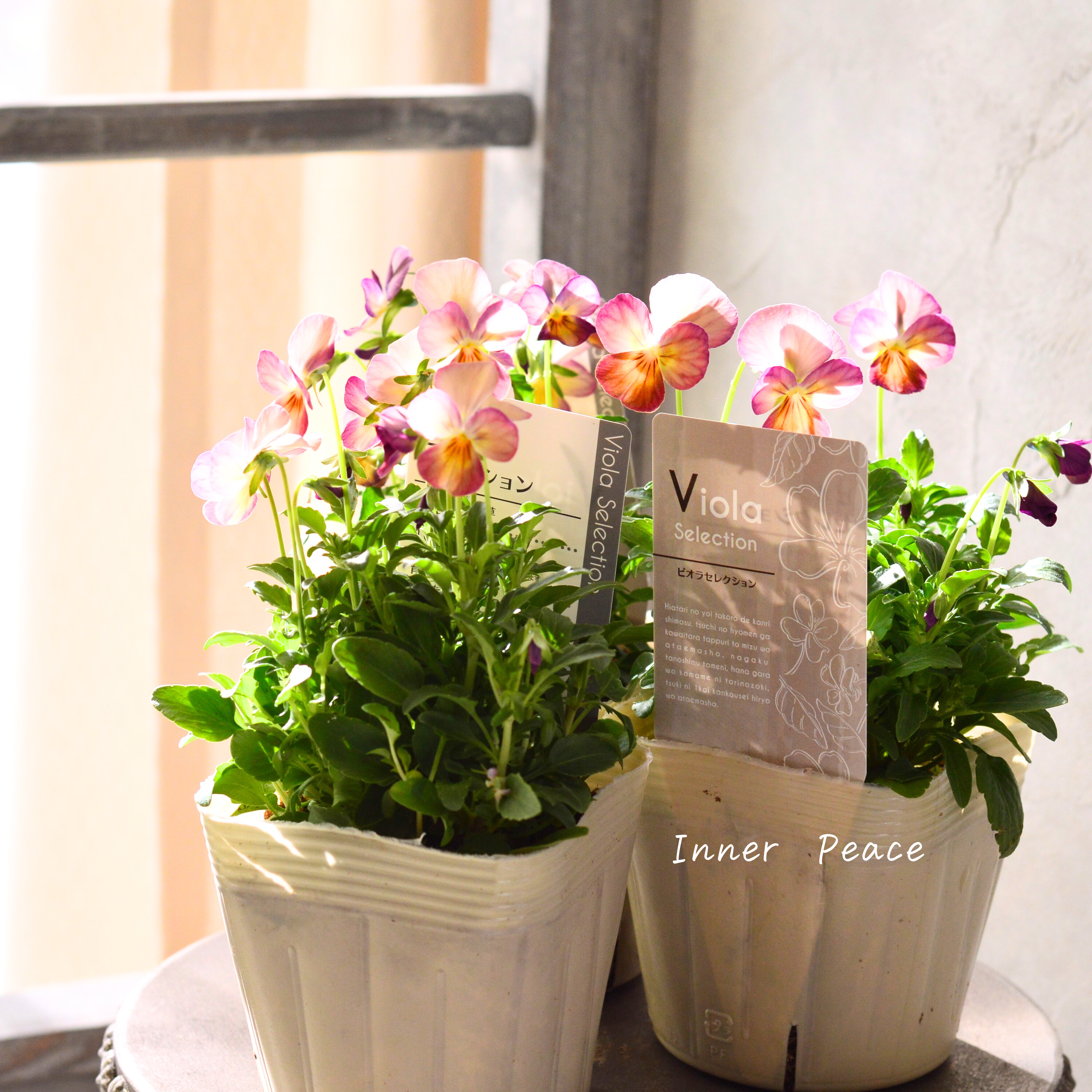 【かわいい】 ビオラ 『ピンクアンティーク』 3.5寸POT