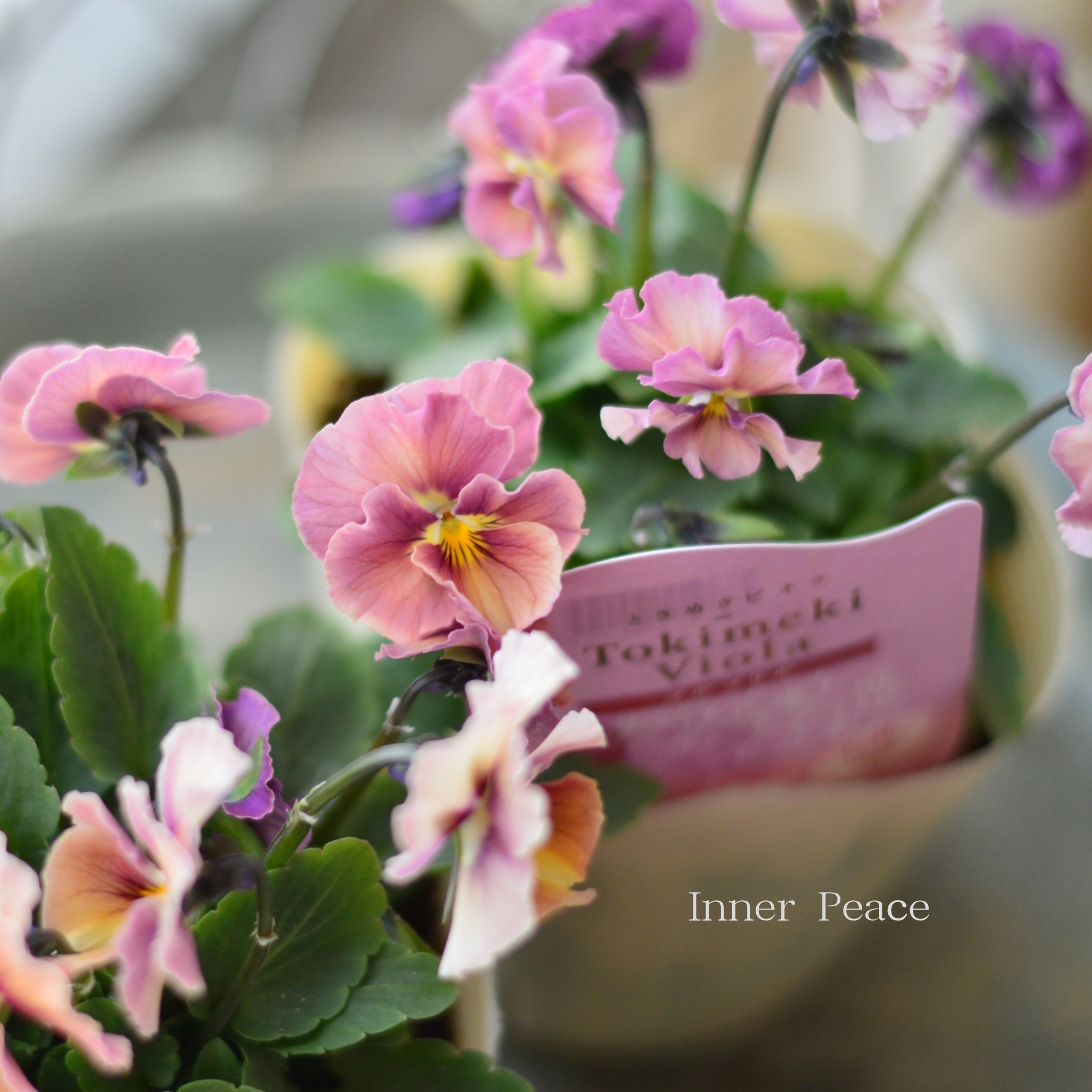 【奥田園芸さん】 ときめきビオラ 『フルフリル』 3.5寸POT