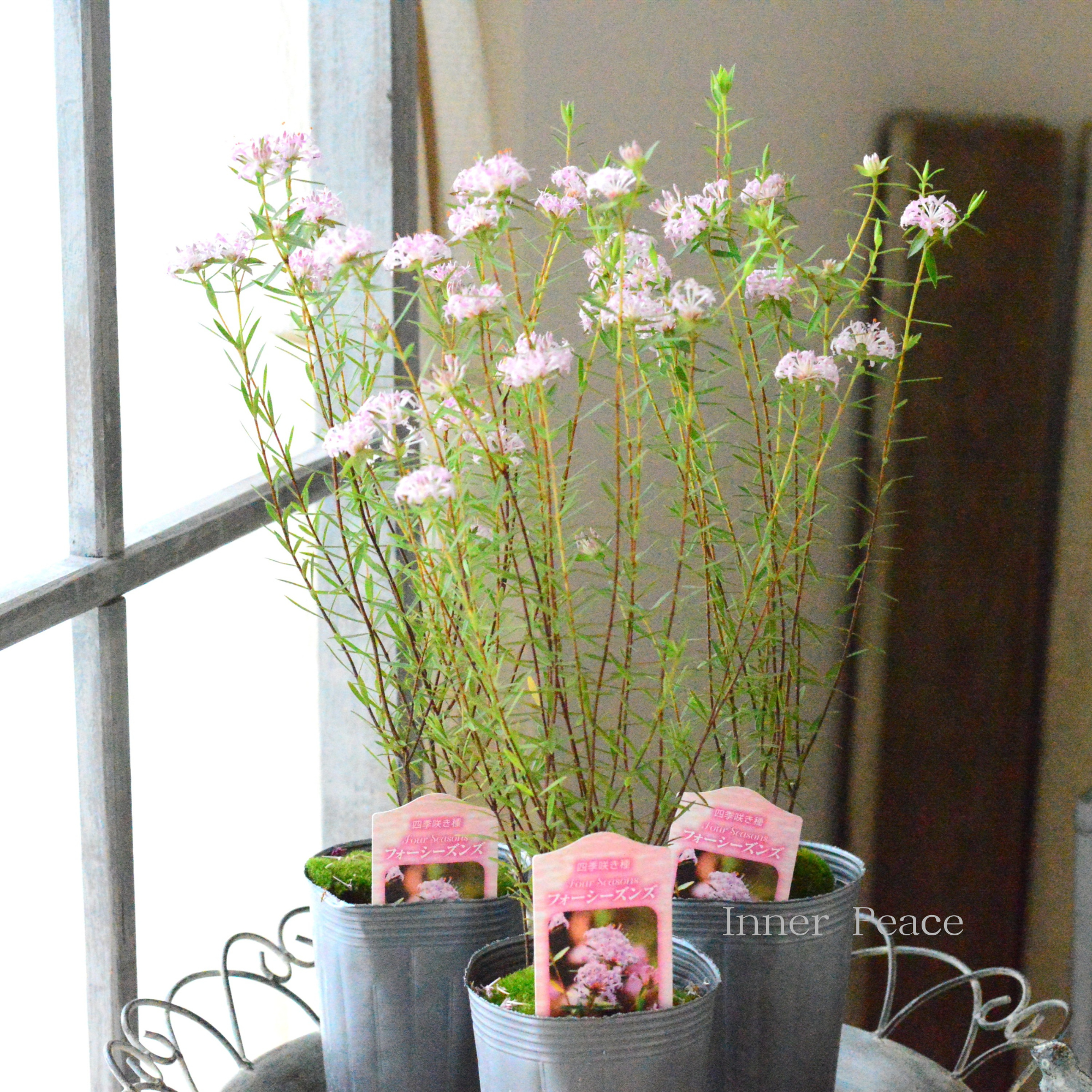 【四季咲き】 ピメレア 『フォーシーズンズ』 3寸ロングPOT