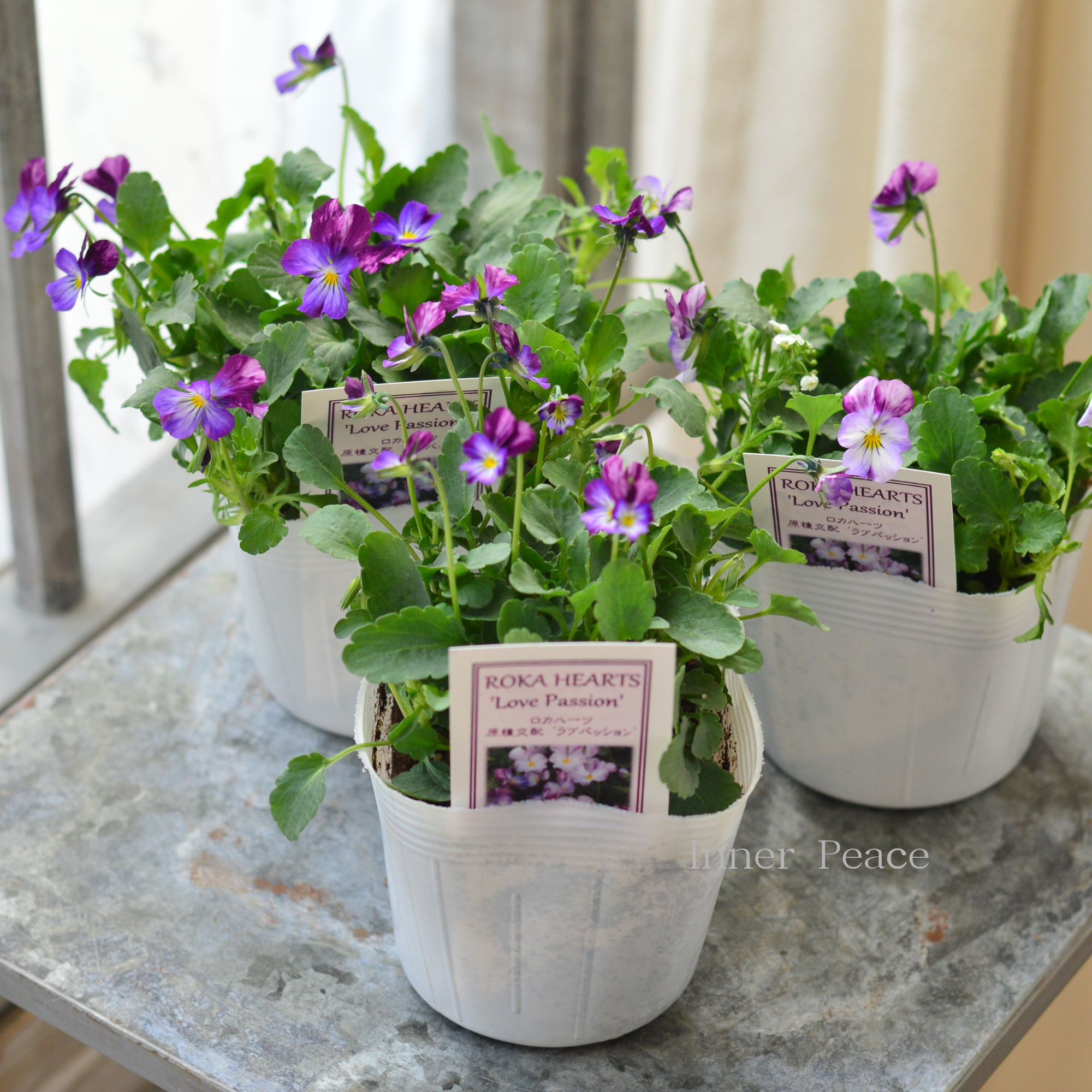 【美しい】 ビオラ ロカハーツ 『ラブパッション』 3.5寸POT