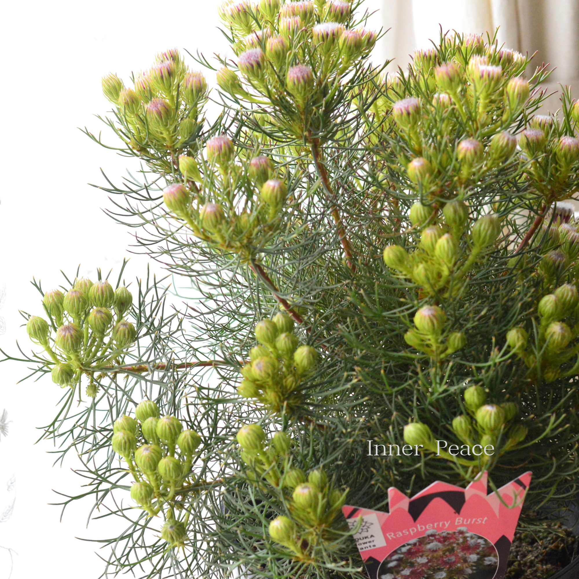 【大苗】 ジョーイセルリア 『ラズベリーバースト』 7号鉢