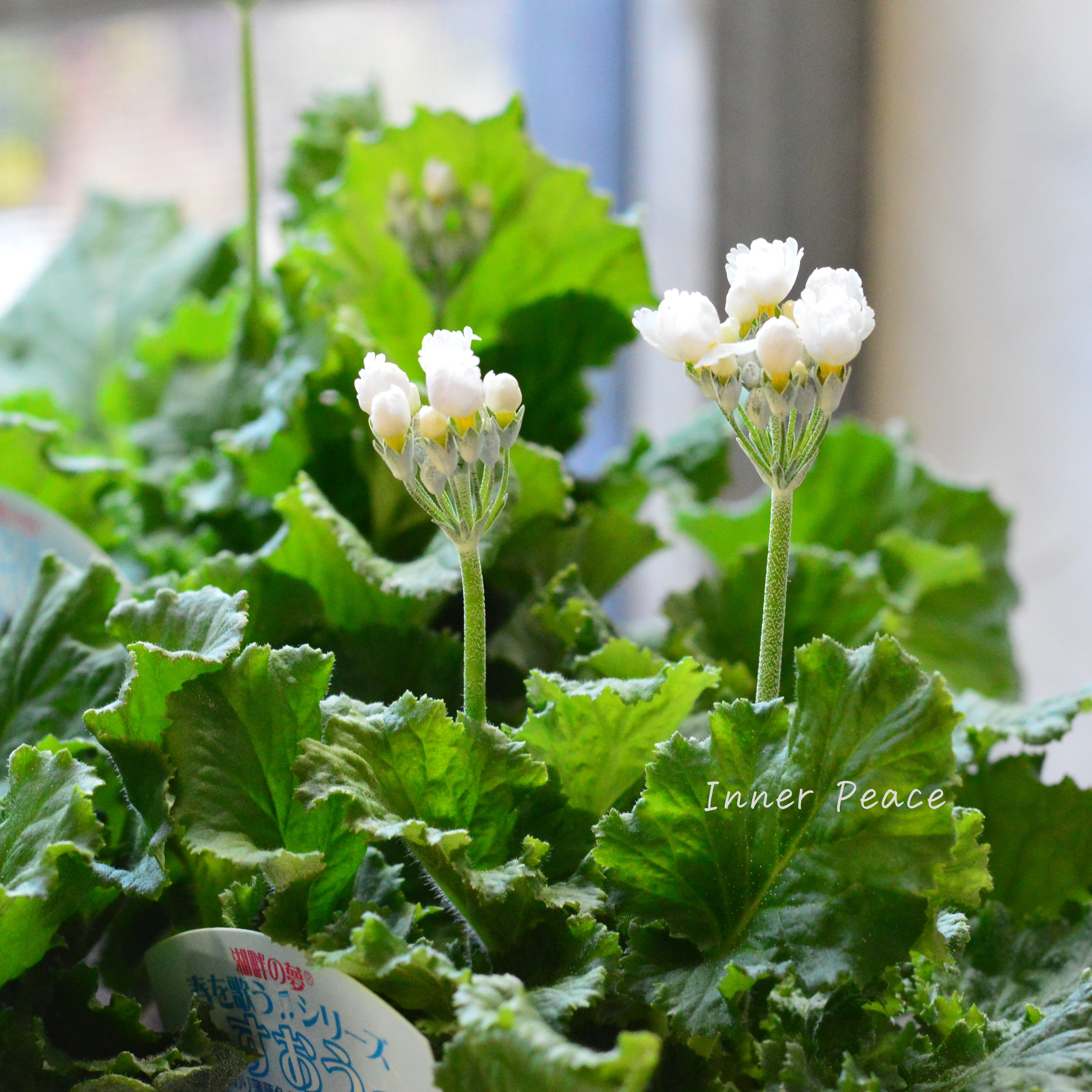 【美しい】 プリムラ マラコイデス 『すおう』 3.5寸POT