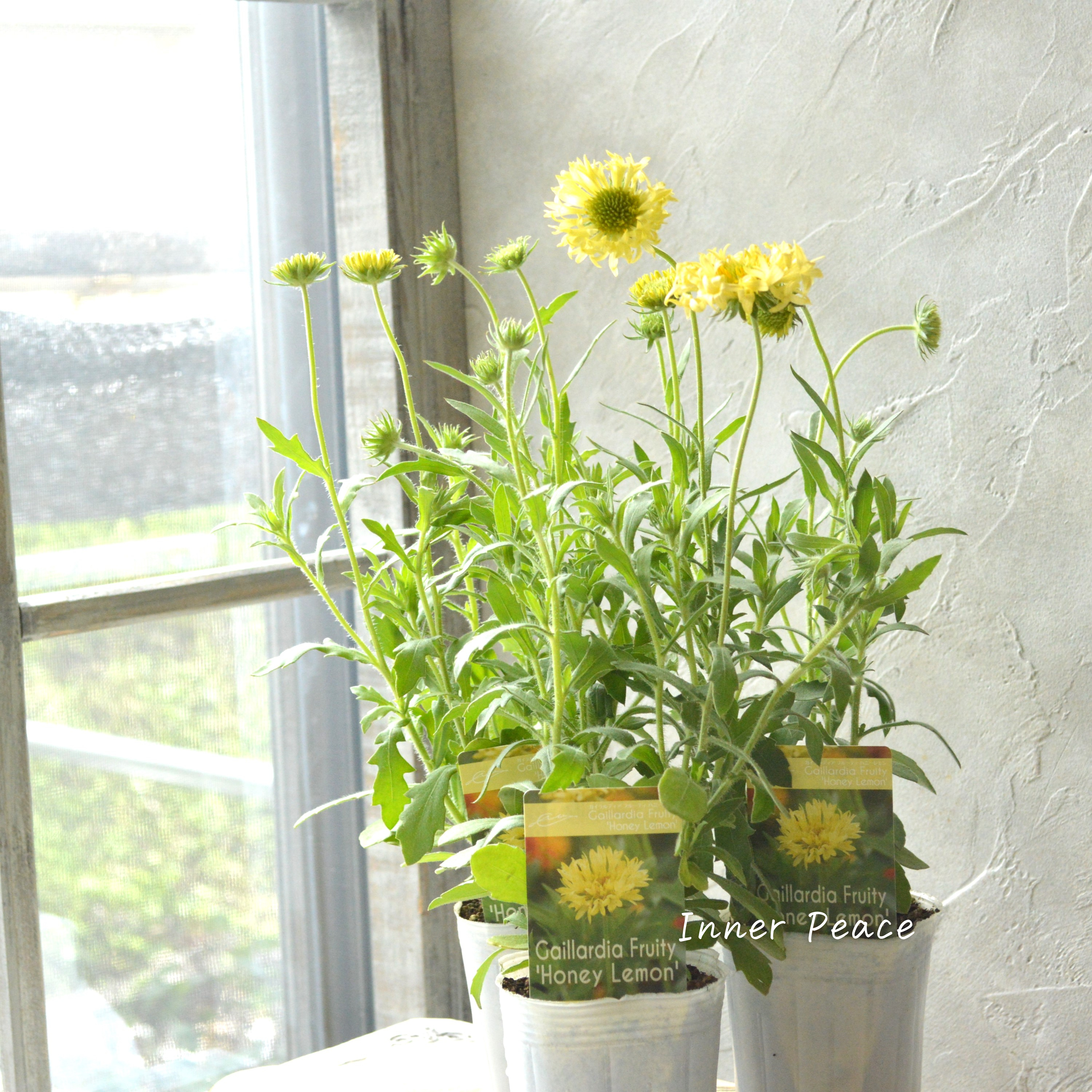 【人気】 ガイラルディア 『フルーティ・ハニーレモン』 3寸ロングPOT