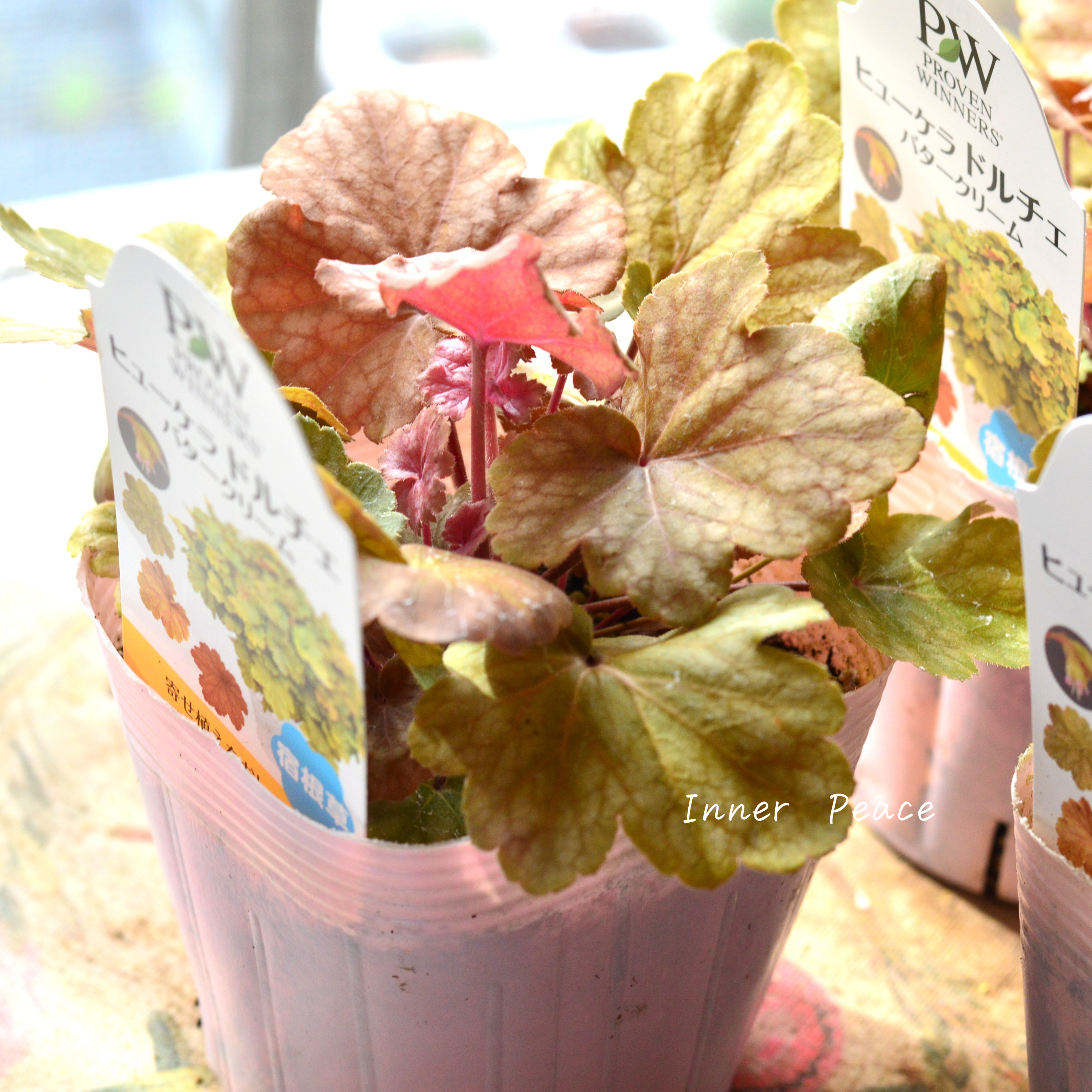 【PW】 ヒューケラ ドルチェ 『バタークリーム』 3.5寸POT