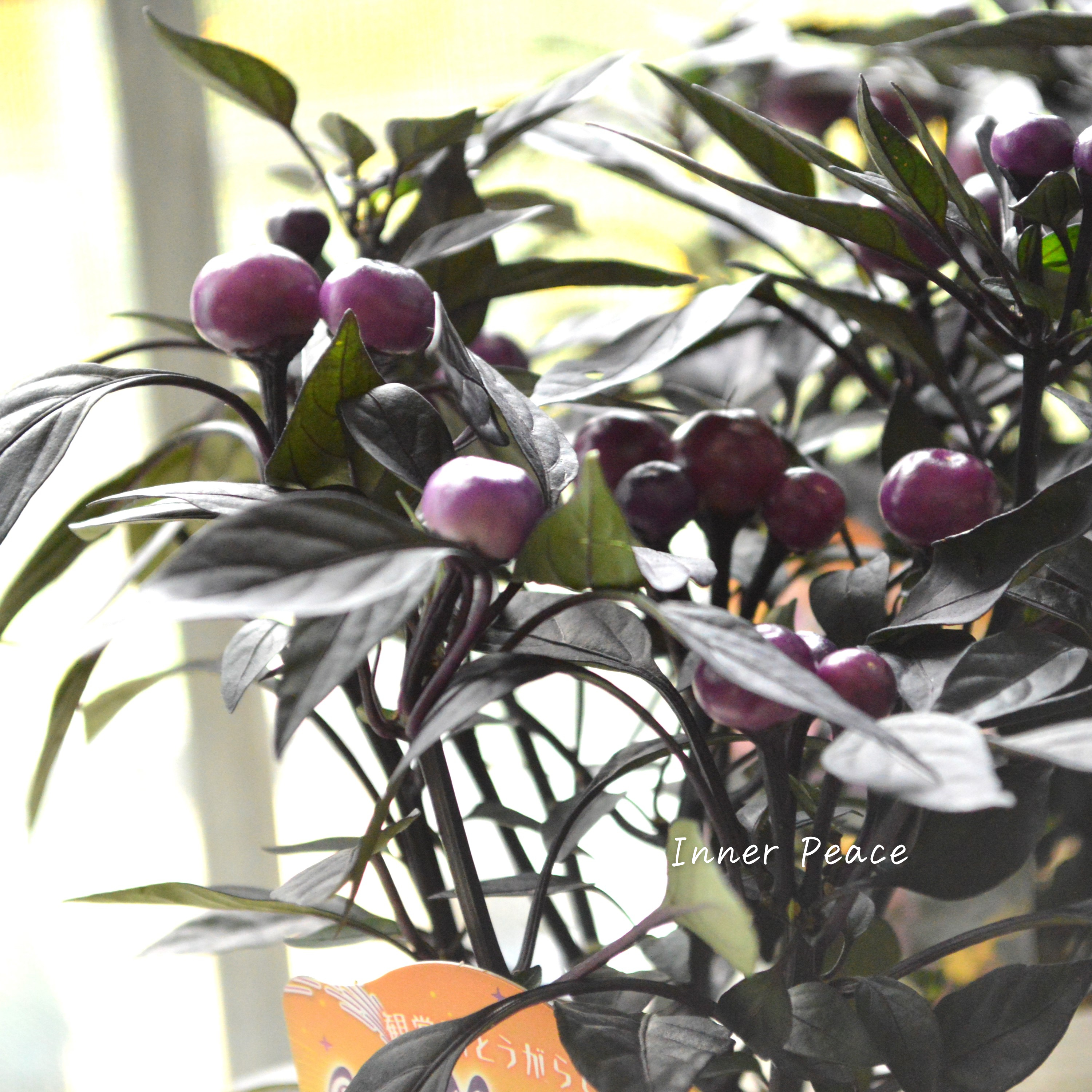 【暑さに強い】 トウガラシ 『オニキスマジックオレンジ』 3寸POT