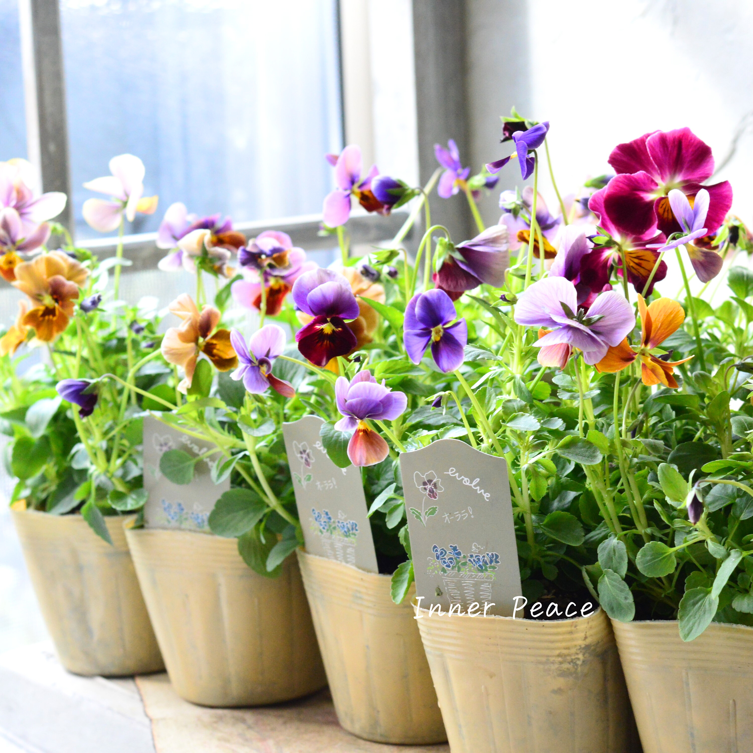 【美しい】 ビオラ 『evolve~エボルベ~・オーララ!』 3.5寸POT