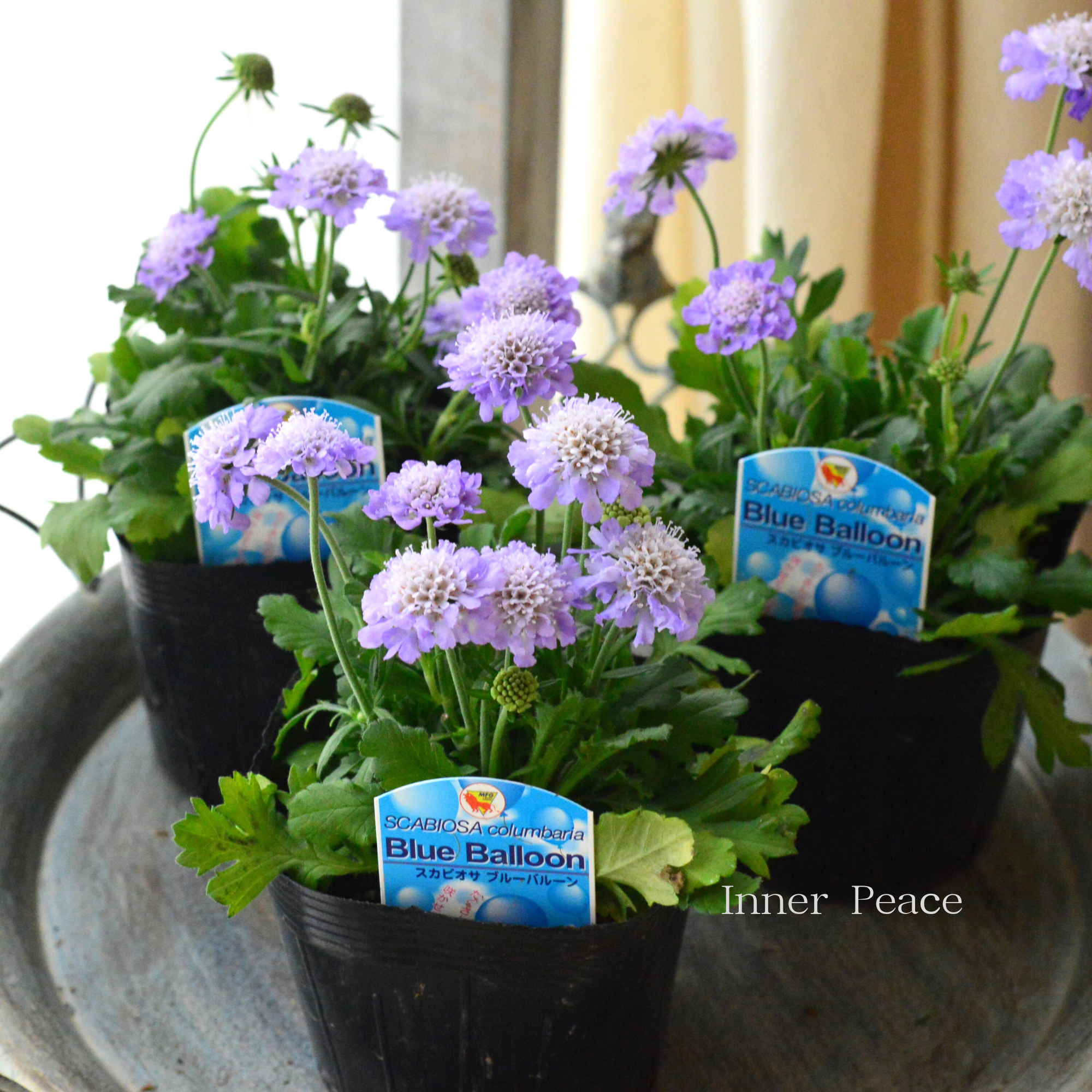 【美しい】 スカビオサ 『ブルーバルーン』 3.5寸POT