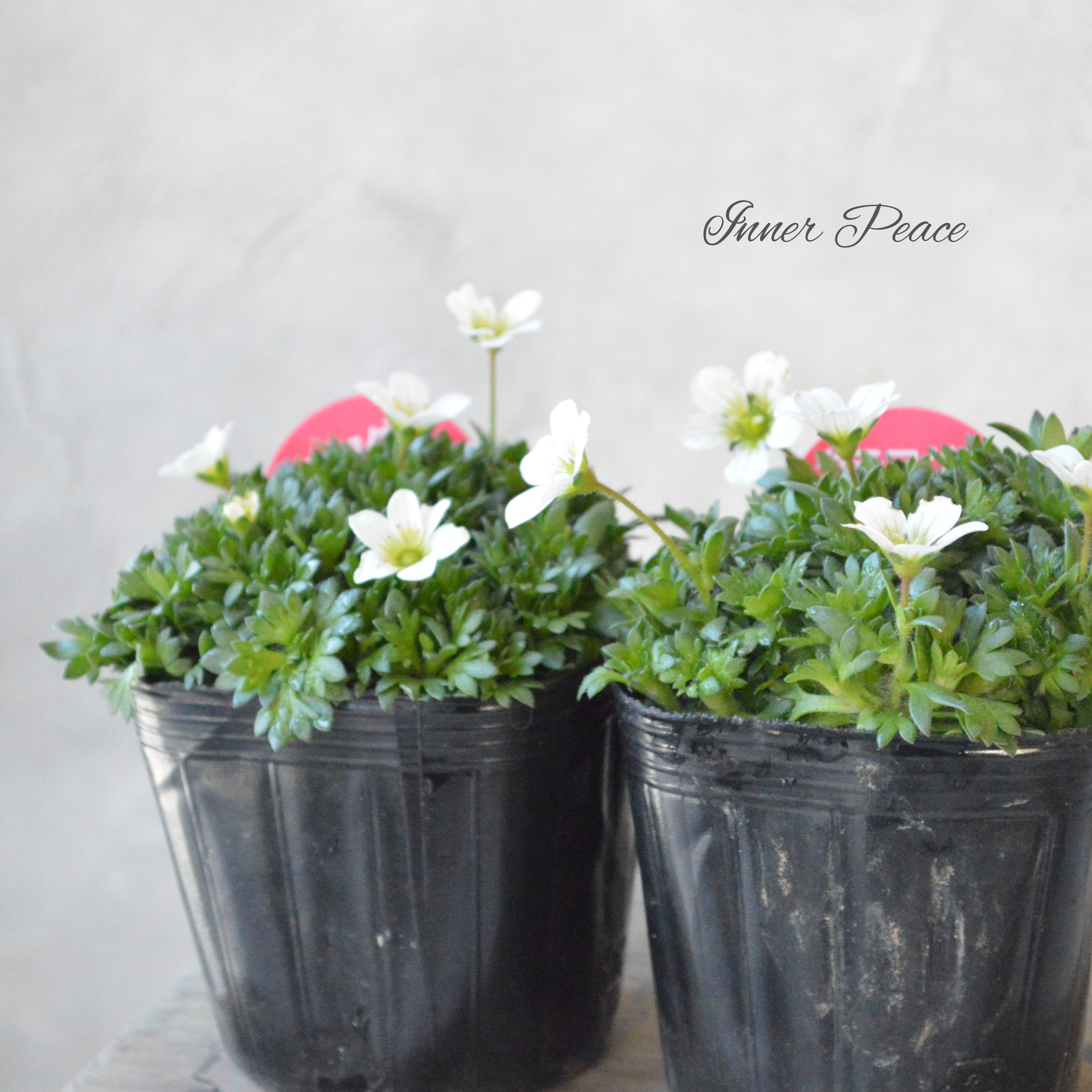 【寒さに強い】 クモマグサ(雲間草) ホワイト 3寸POT