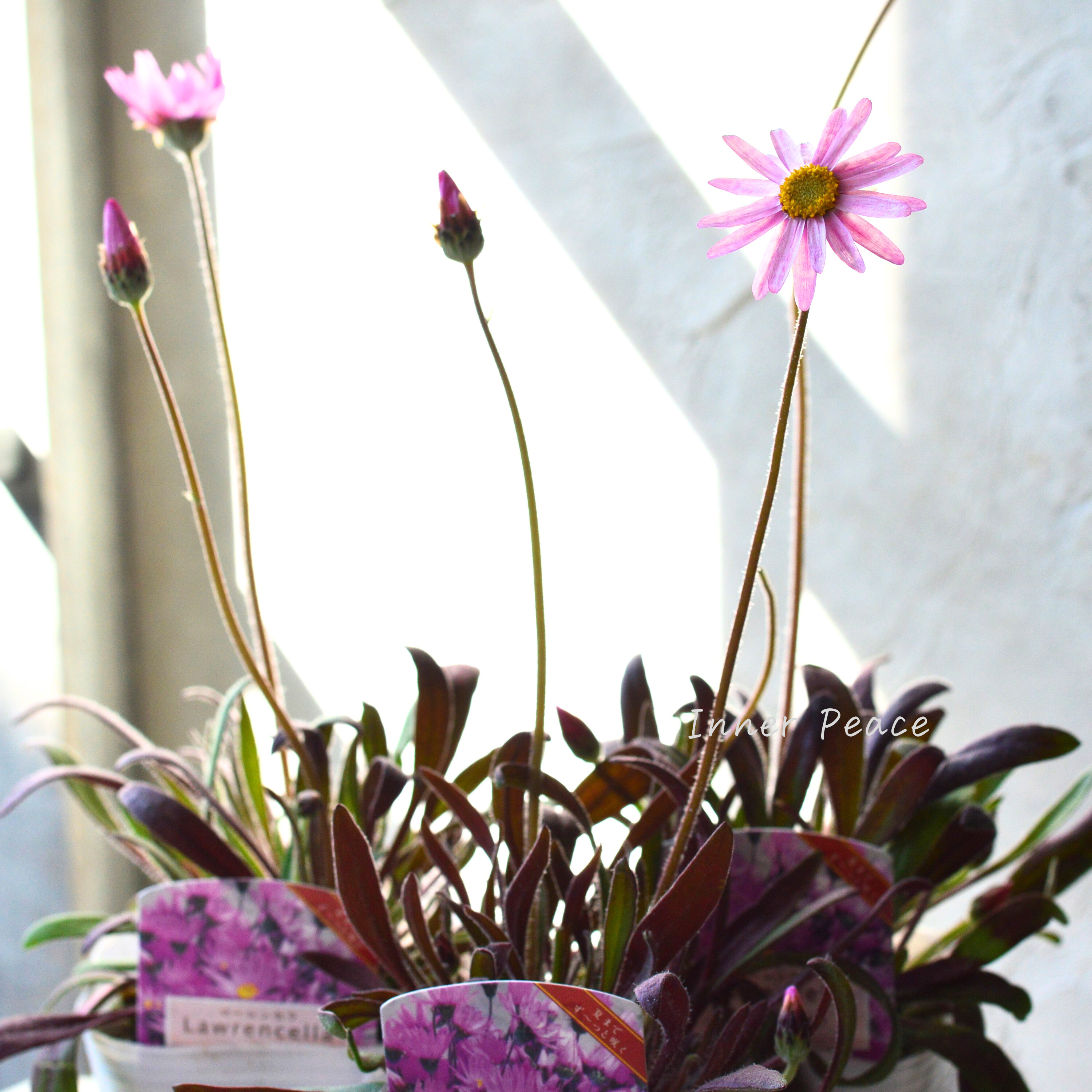 【開花期間が長い】 ローレンセラ 3寸POT