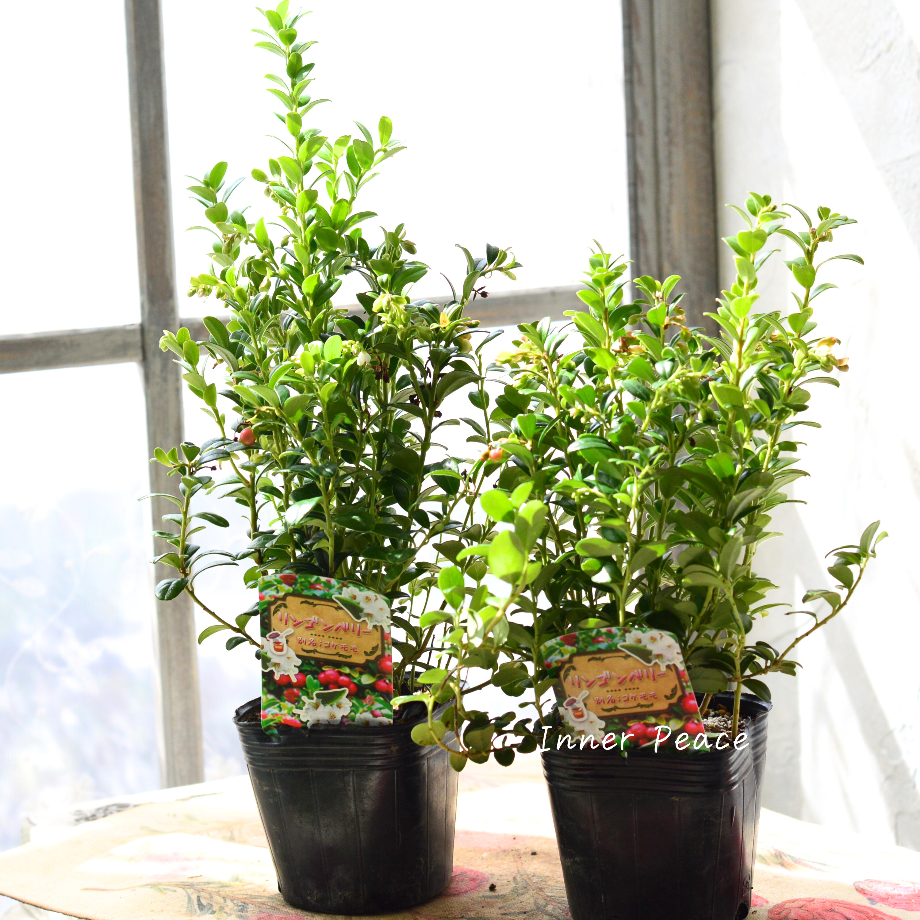 【寒さに強い】 リンゴンベリー 3~3.5寸POT