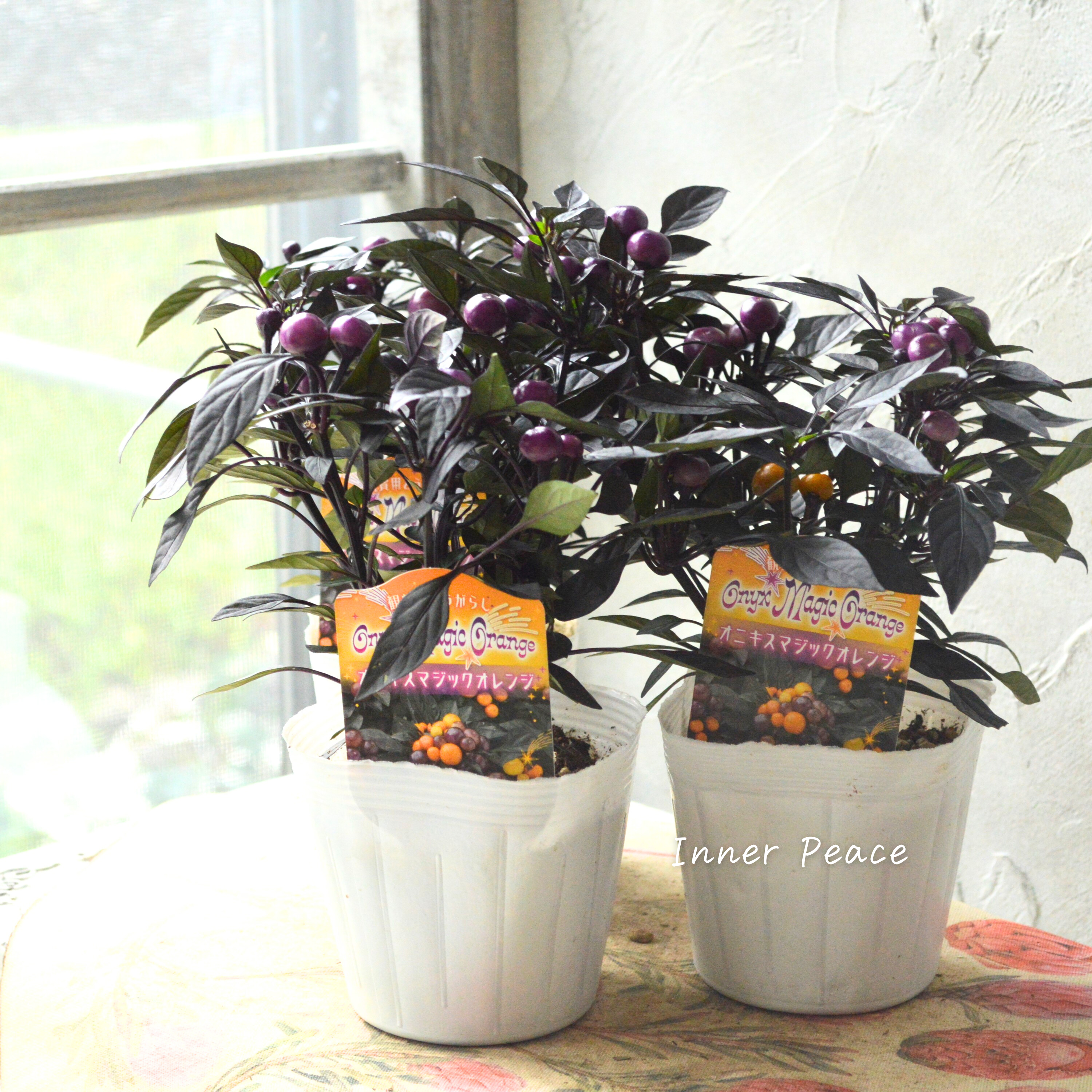 【暑さに強い】 トウガラシ 『オニキスマジックオレンジ』 3寸POT