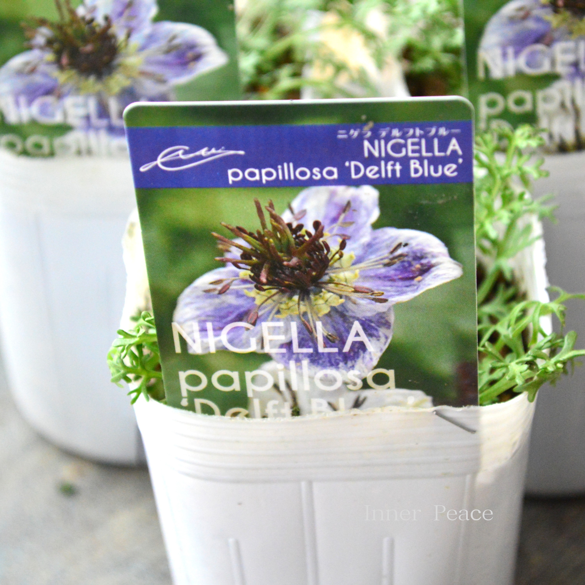 【オシャレ】 ニゲラ 『デルフトブルー』植え込み用 3寸POT