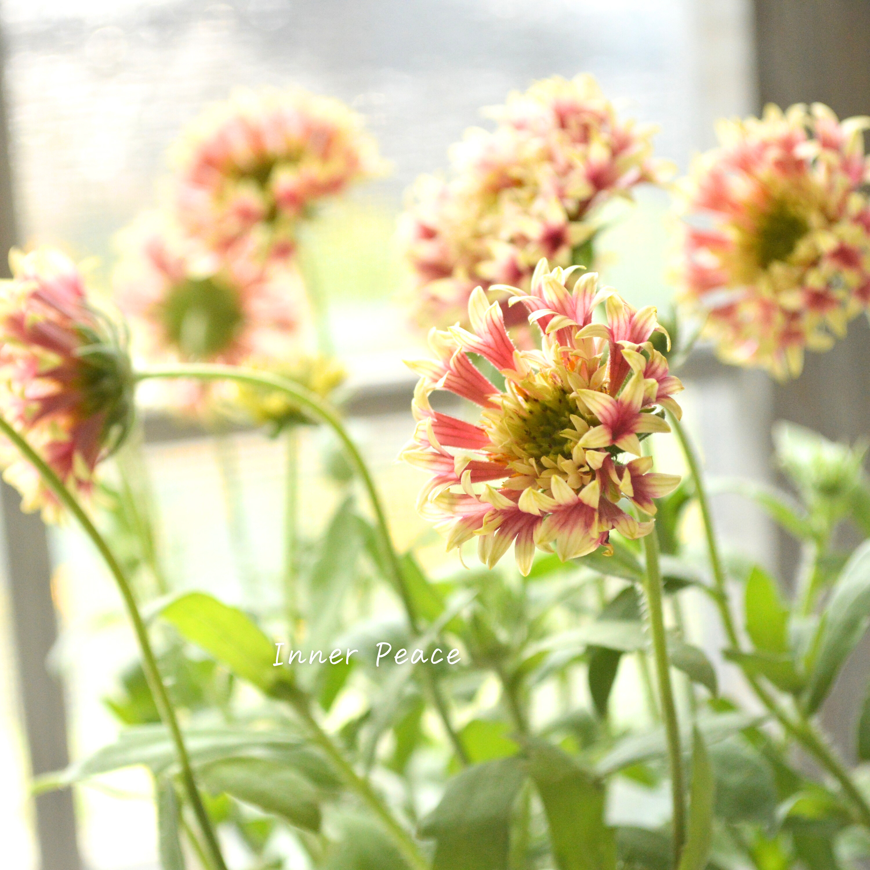 【人気】 ガイラルディア 『フルーティ・アップルマンゴー』 3寸ロングPOT